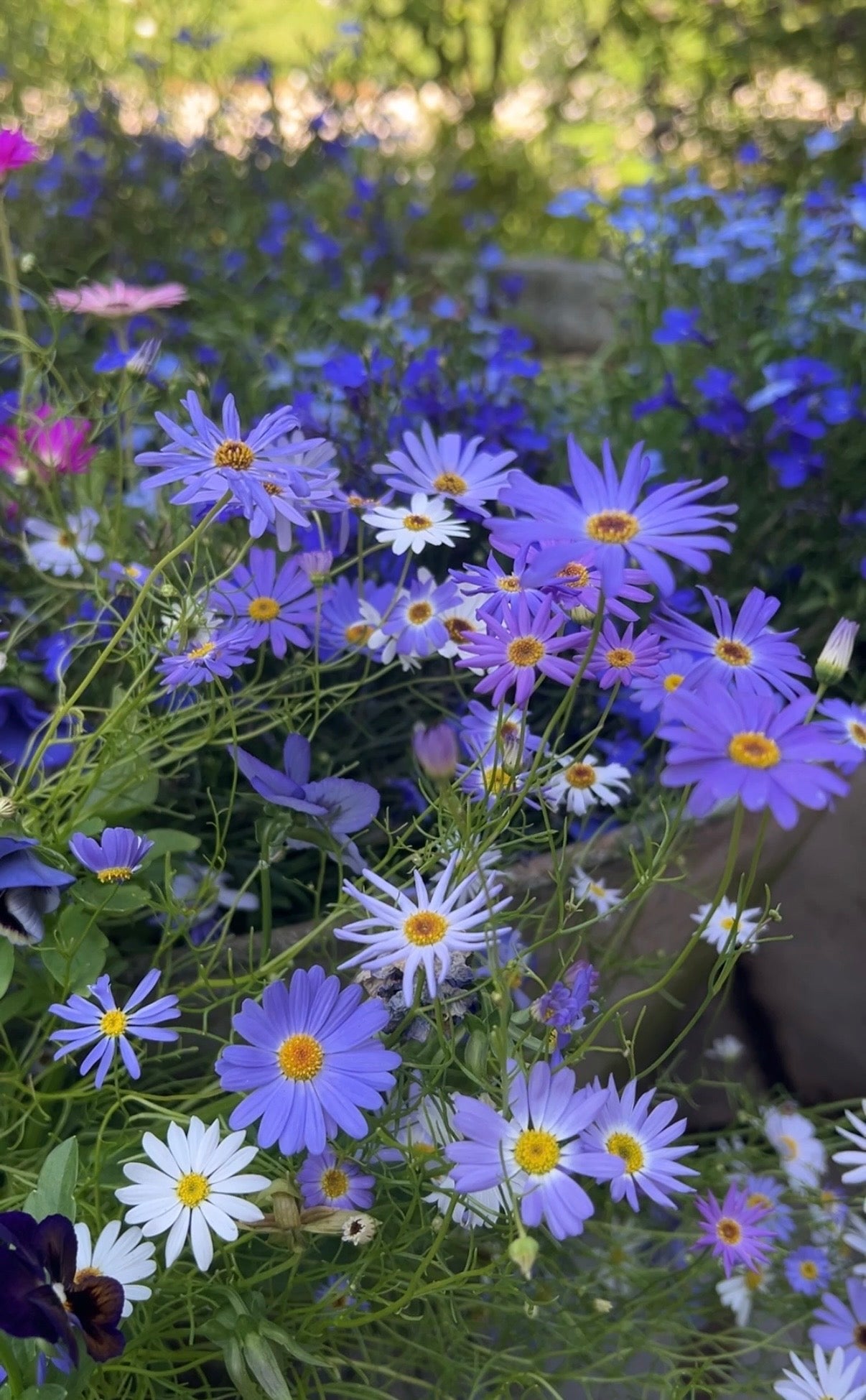 Swan River Daisies Mixed - REGN