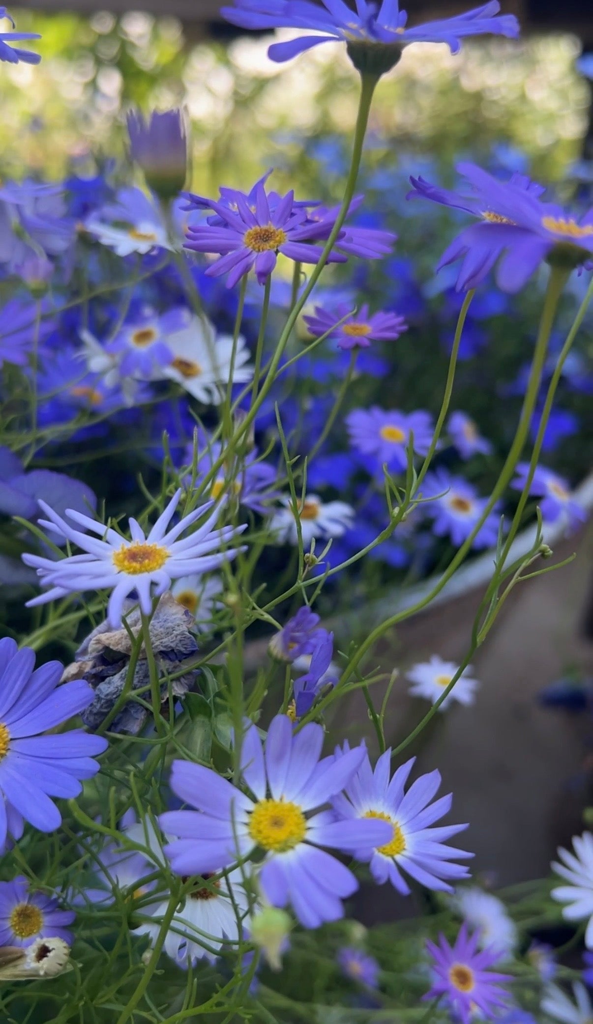 Swan River Daisies Mixed - REGN