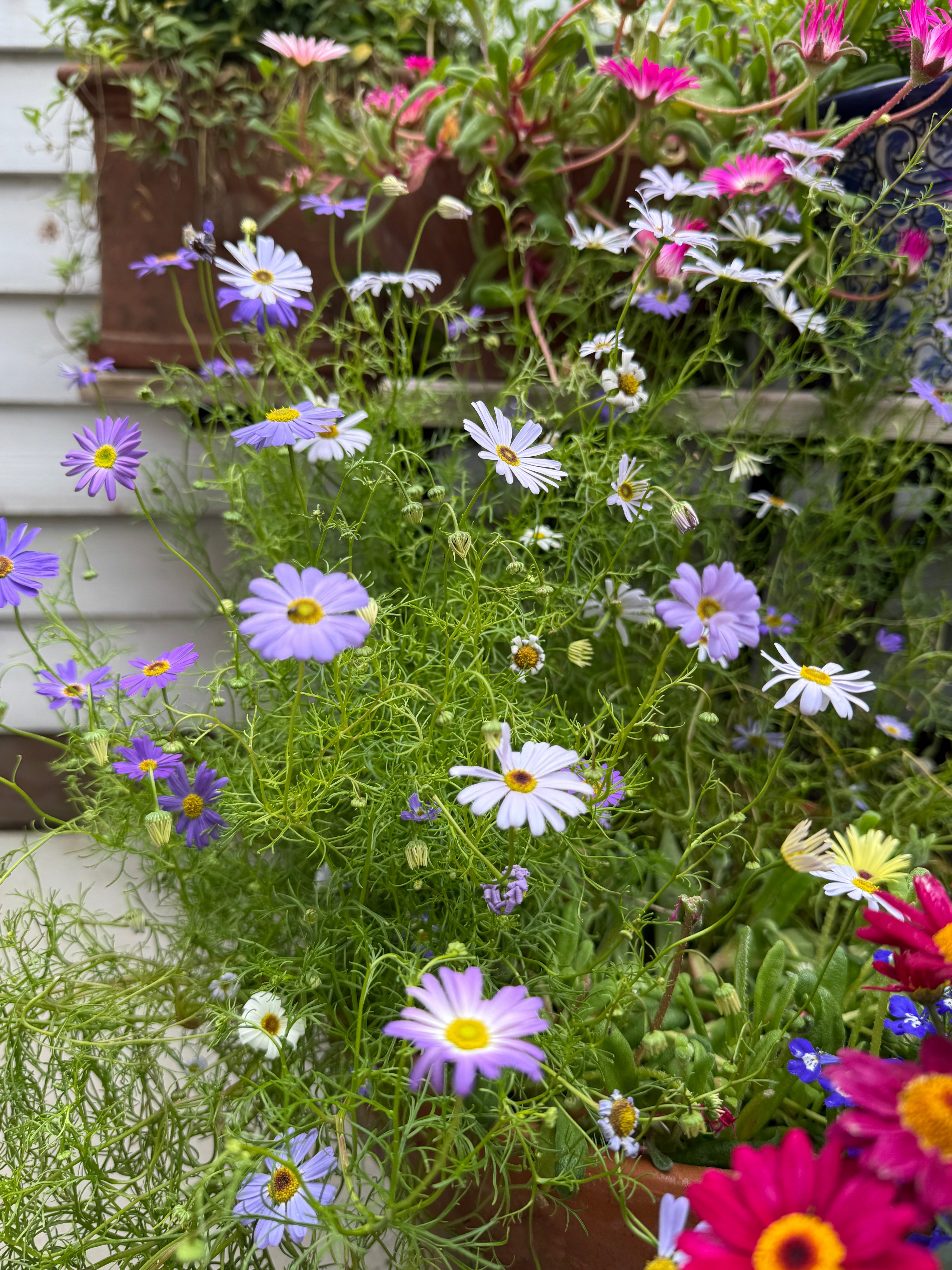 Swan River Daisies Mixed - REGN