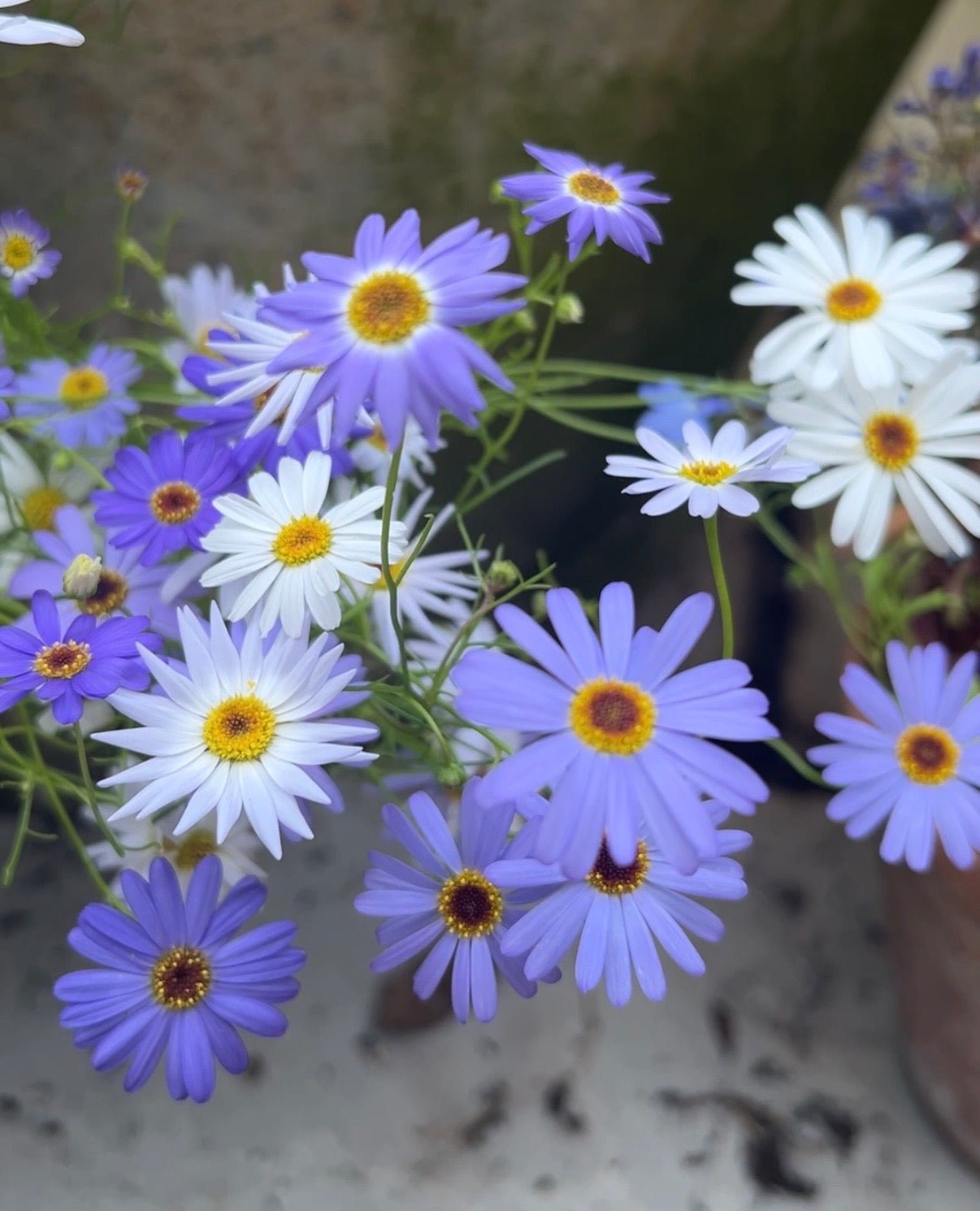 Swan River Daisies Mixed - REGN