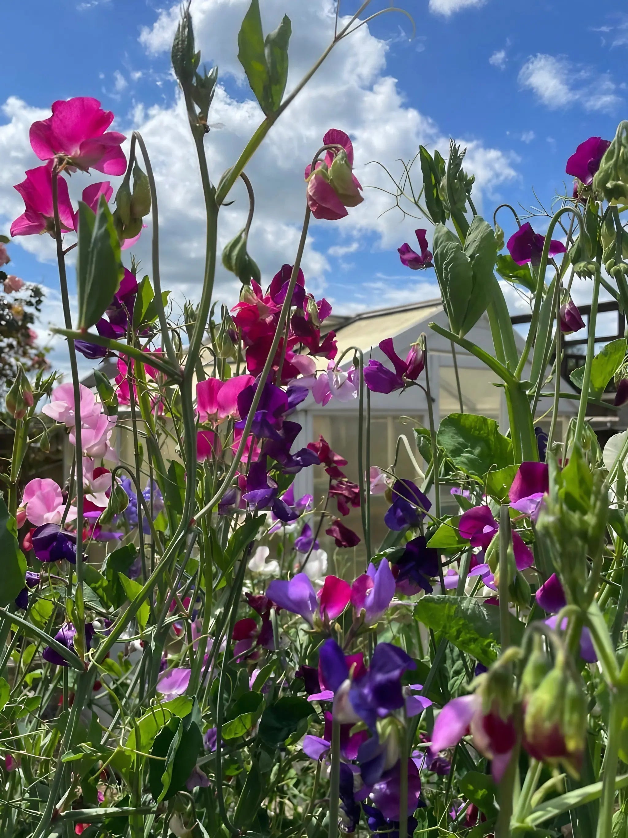 Sweet Pea Bishy Barnabee Mix - REGN