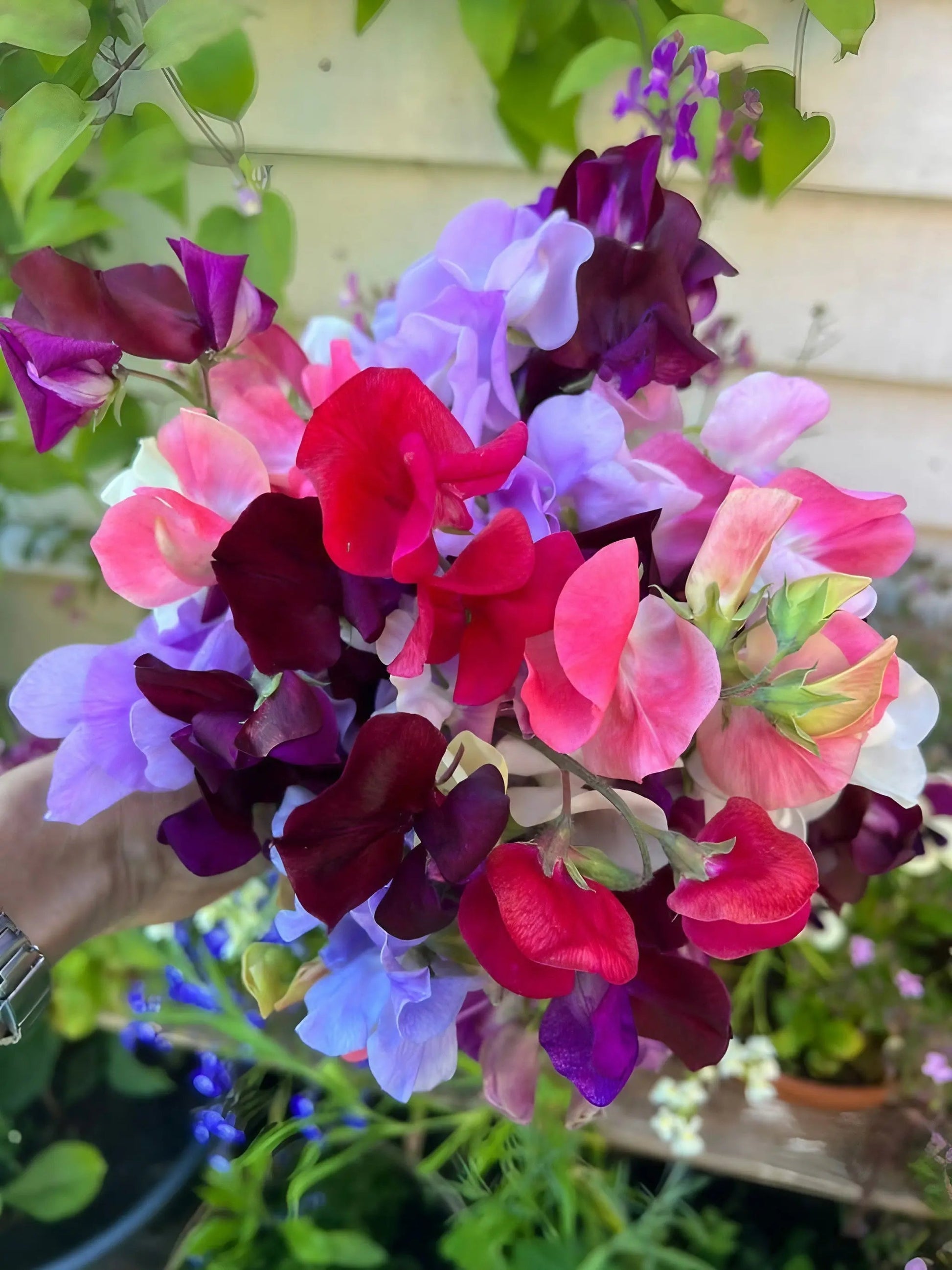 Sweet Pea Bishy Barnabee Mix - REGN