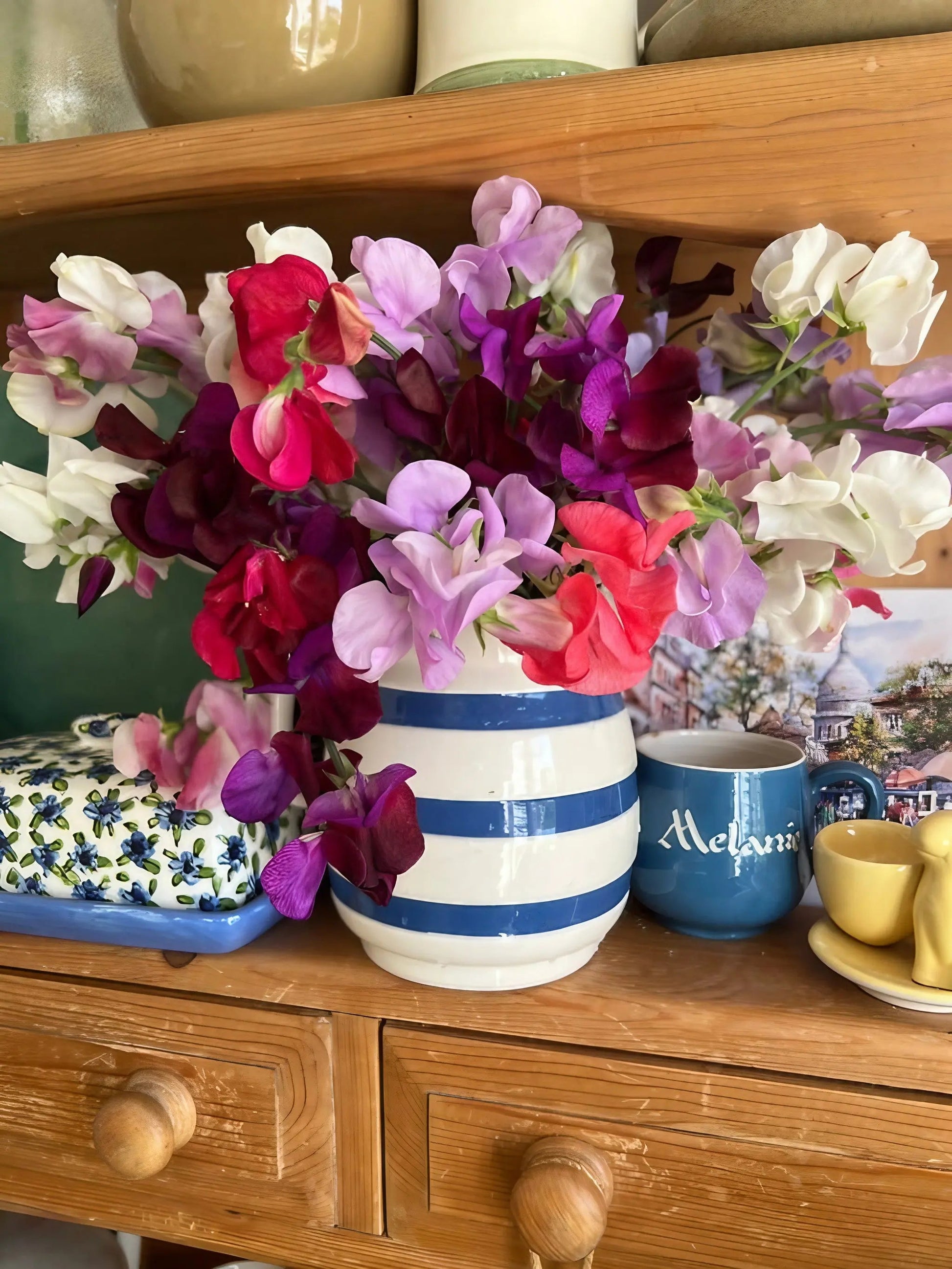 Sweet Pea Bishy Barnabee Mix - REGN