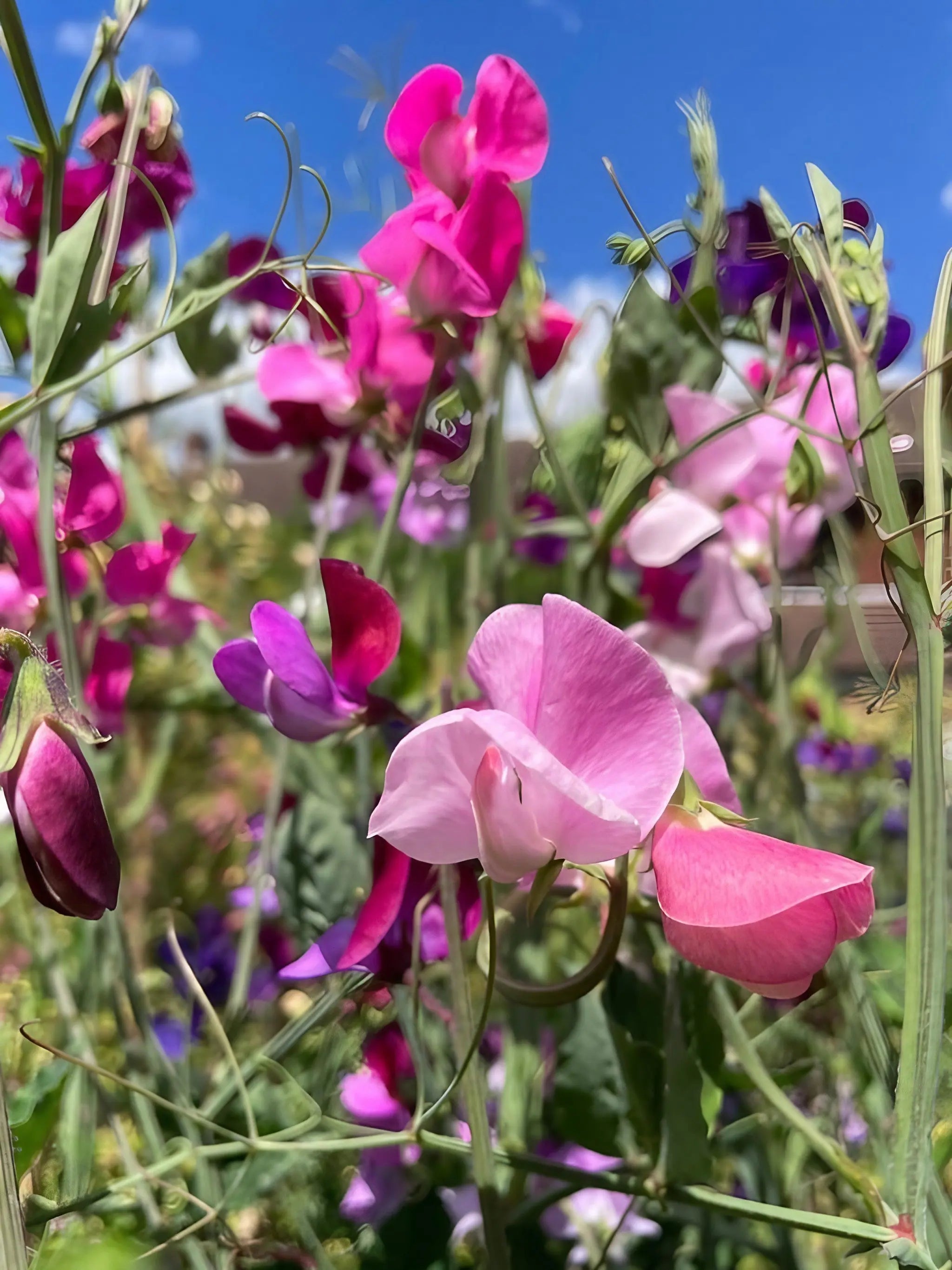 Sweet Pea Bishy Barnabee Mix - REGN