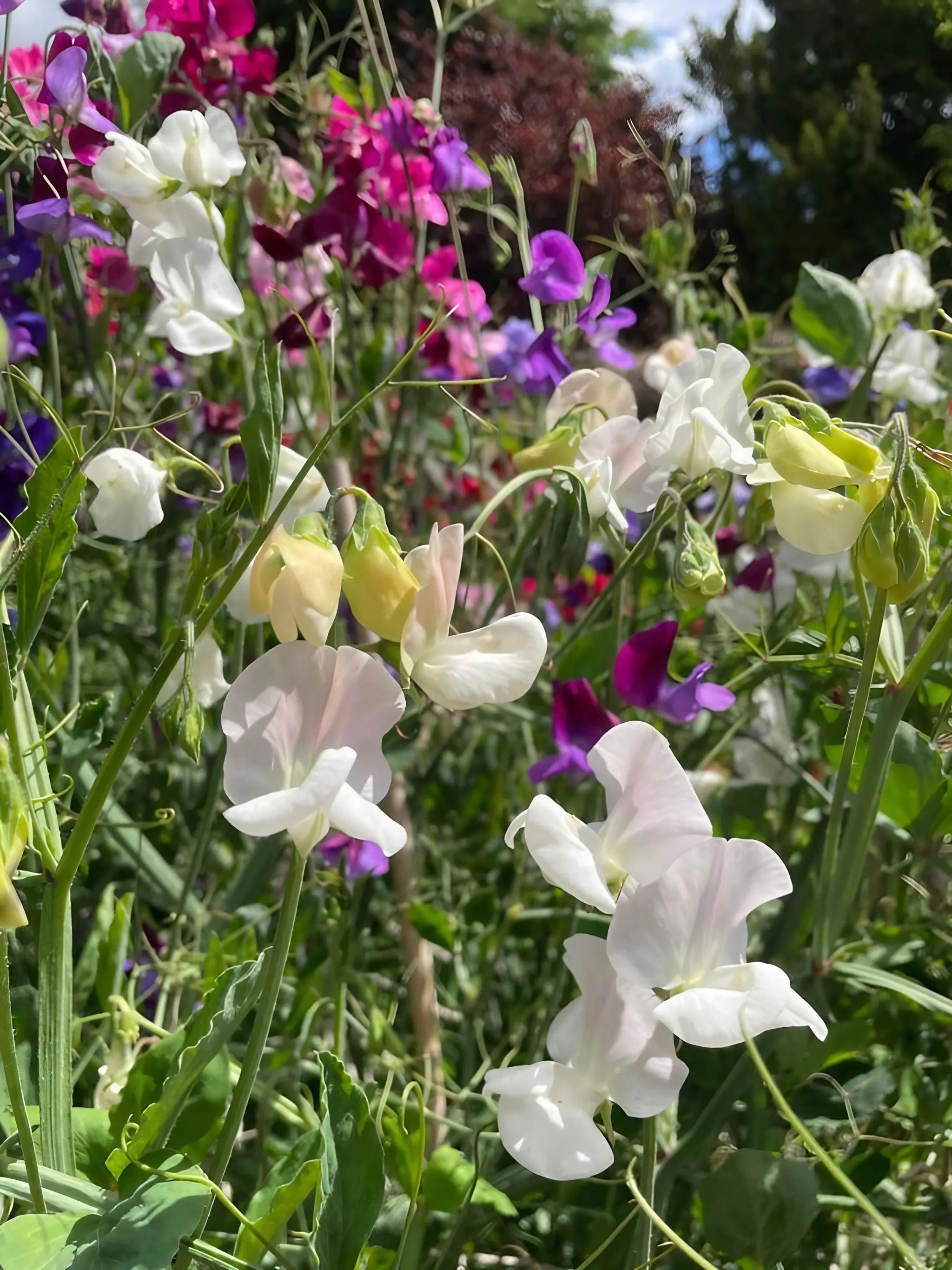 Sweet Pea Bishy Barnabee Mix - REGN