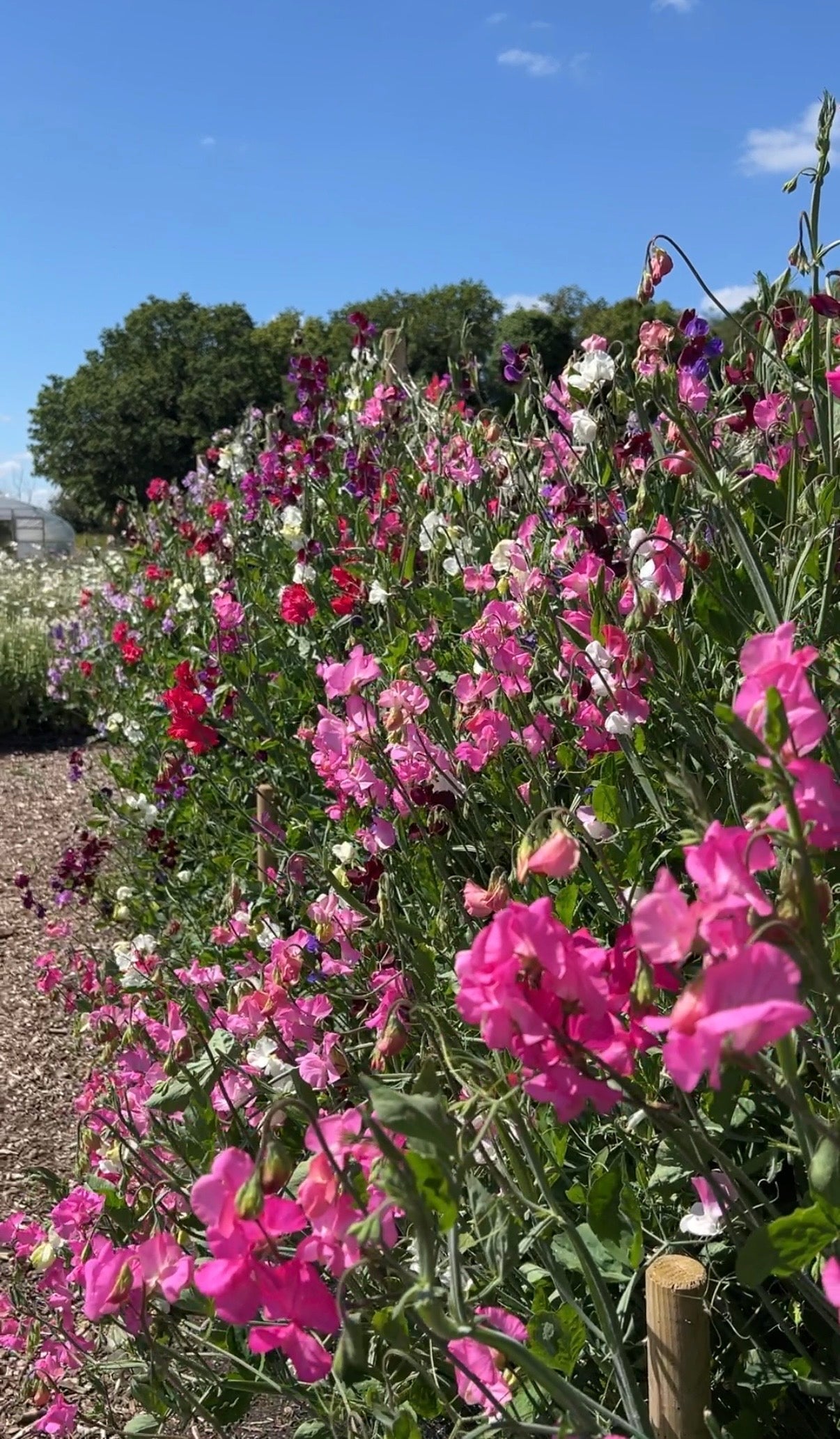 Sweet Pea Bishy Barnabee Mix - REGN