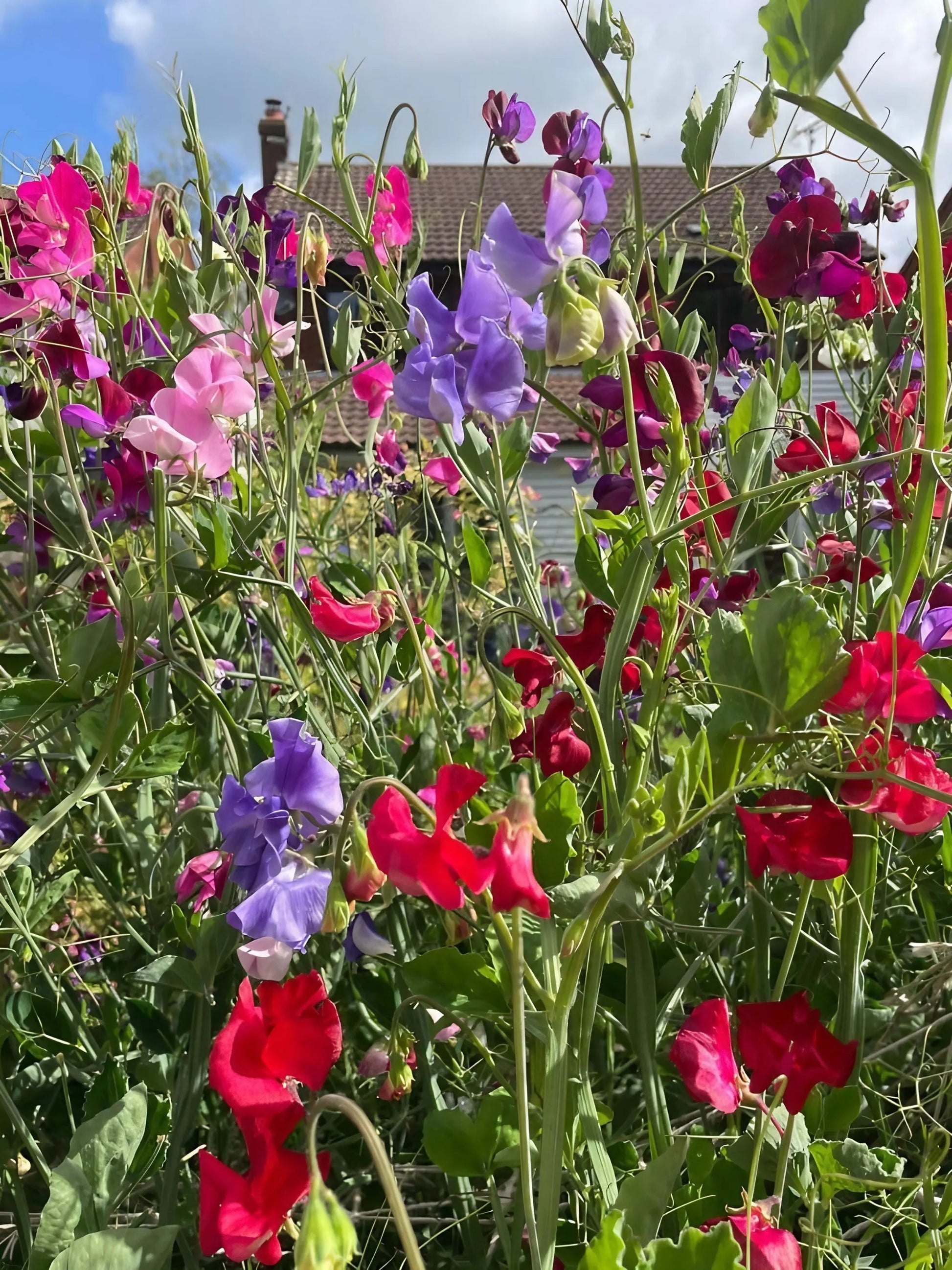 Sweet Pea Bishy Barnabee Mix - REGN