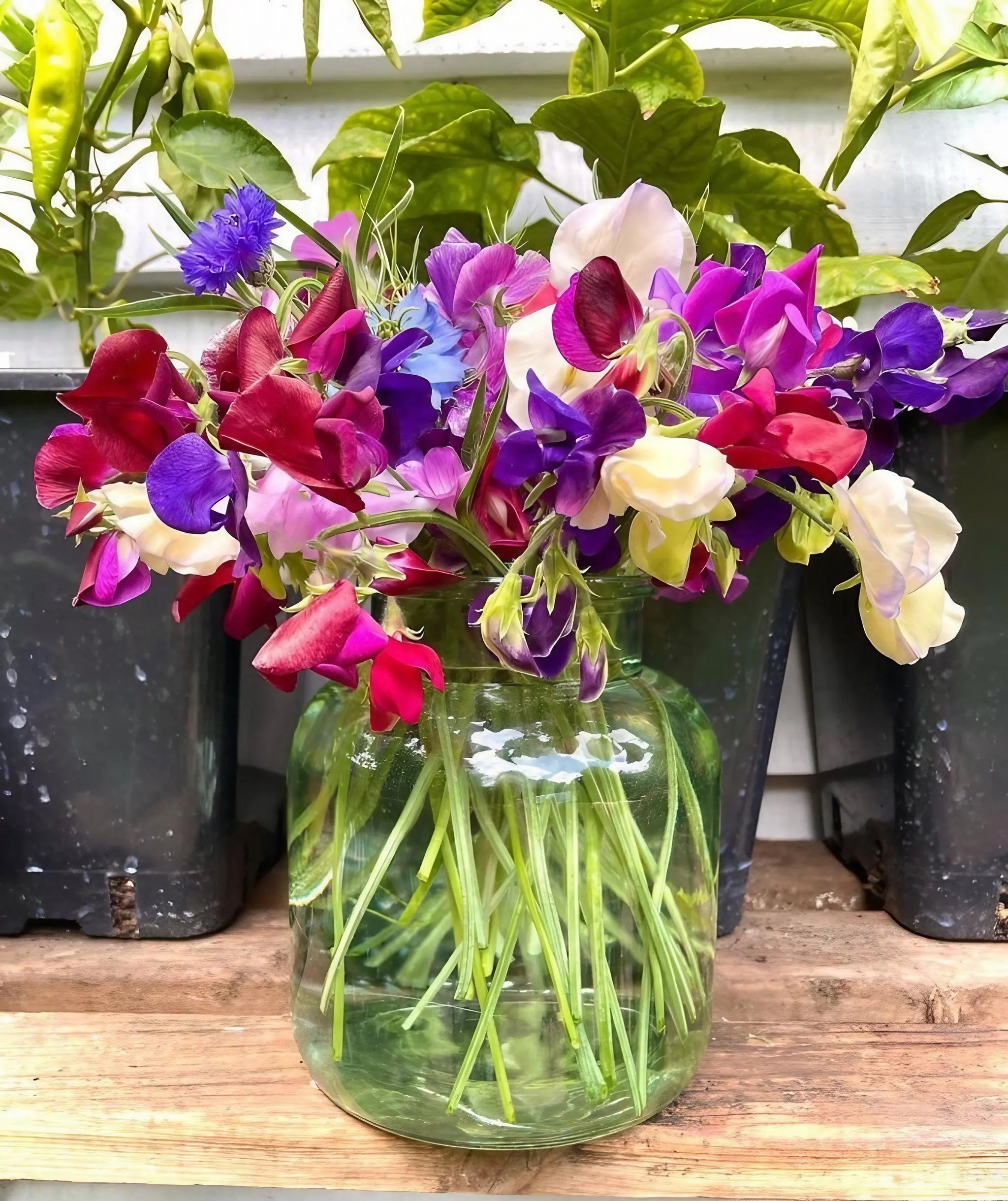 Sweet Pea Bishy Barnabee Mix - REGN