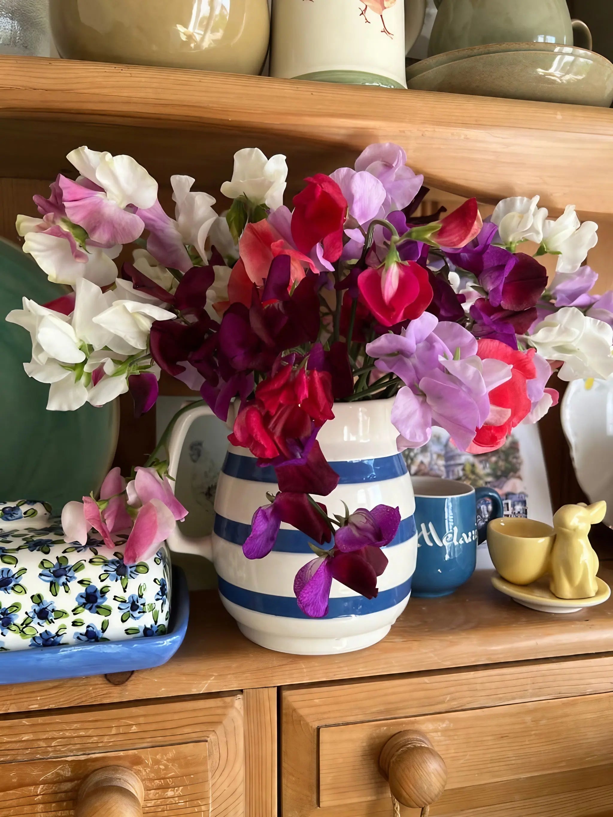 Sweet Pea Bishy Barnabee Mix - REGN