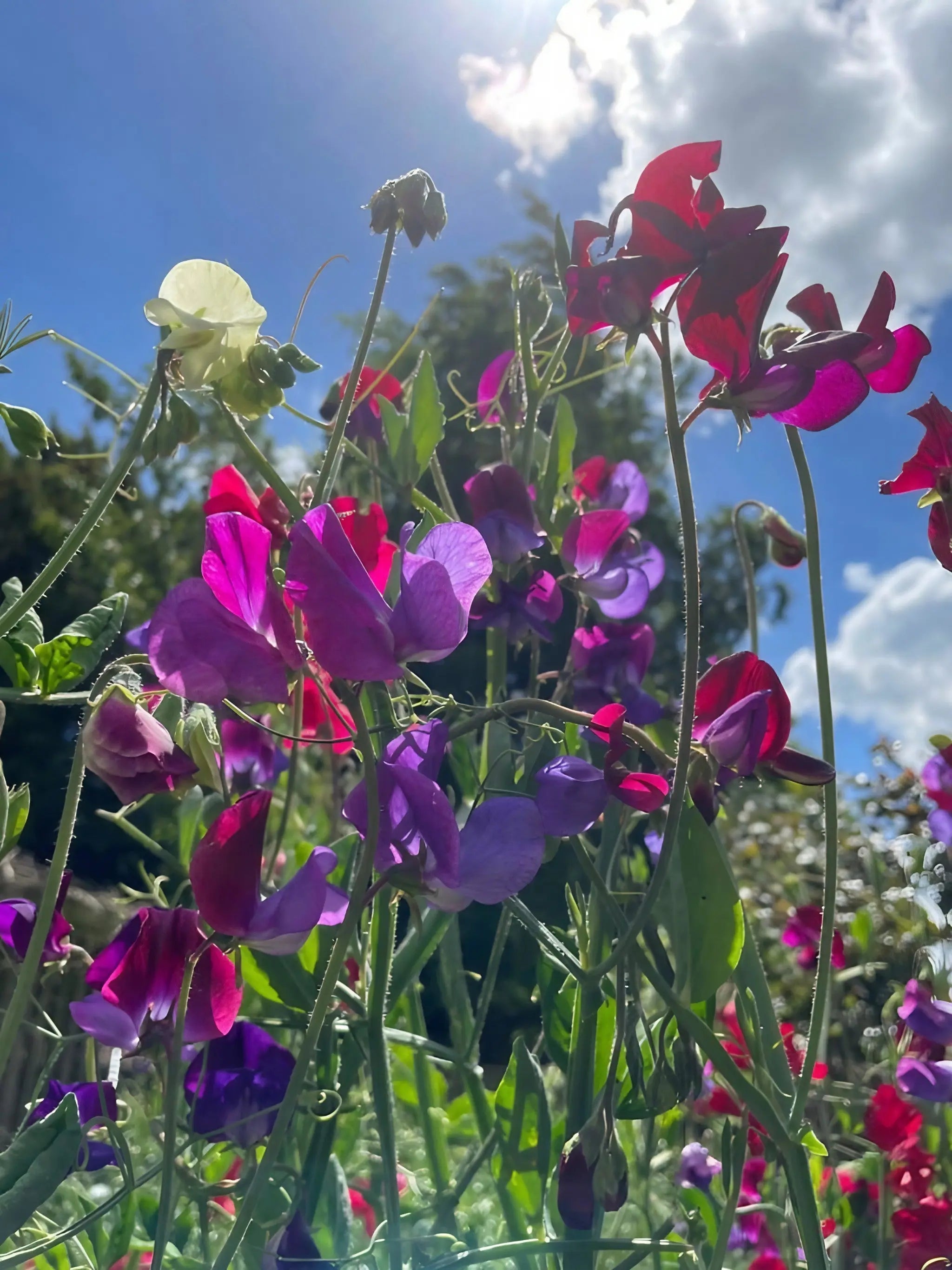 Sweet Pea Bishy Barnabee Mix - REGN