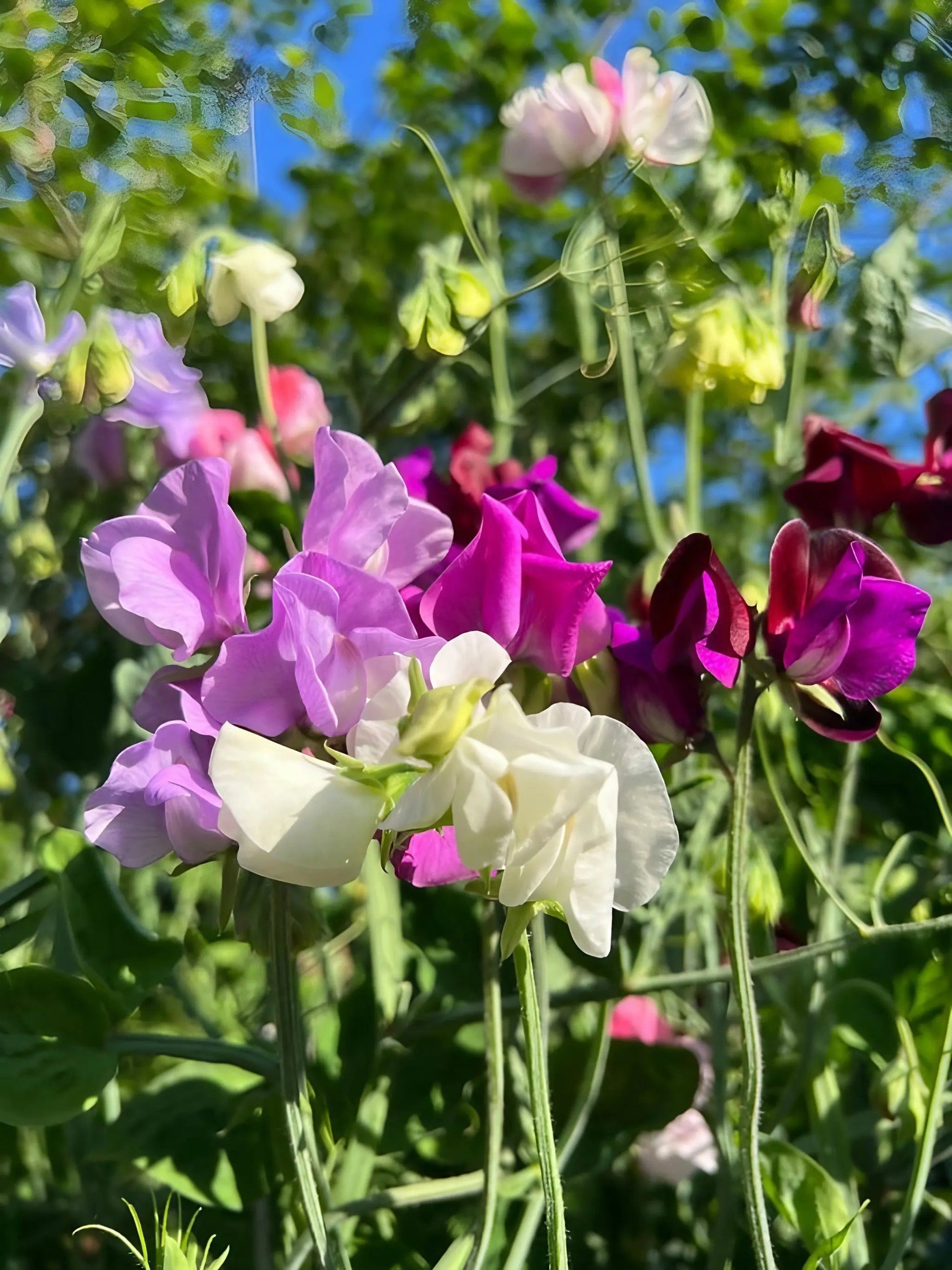Sweet Pea Bishy Barnabee Mix - REGN