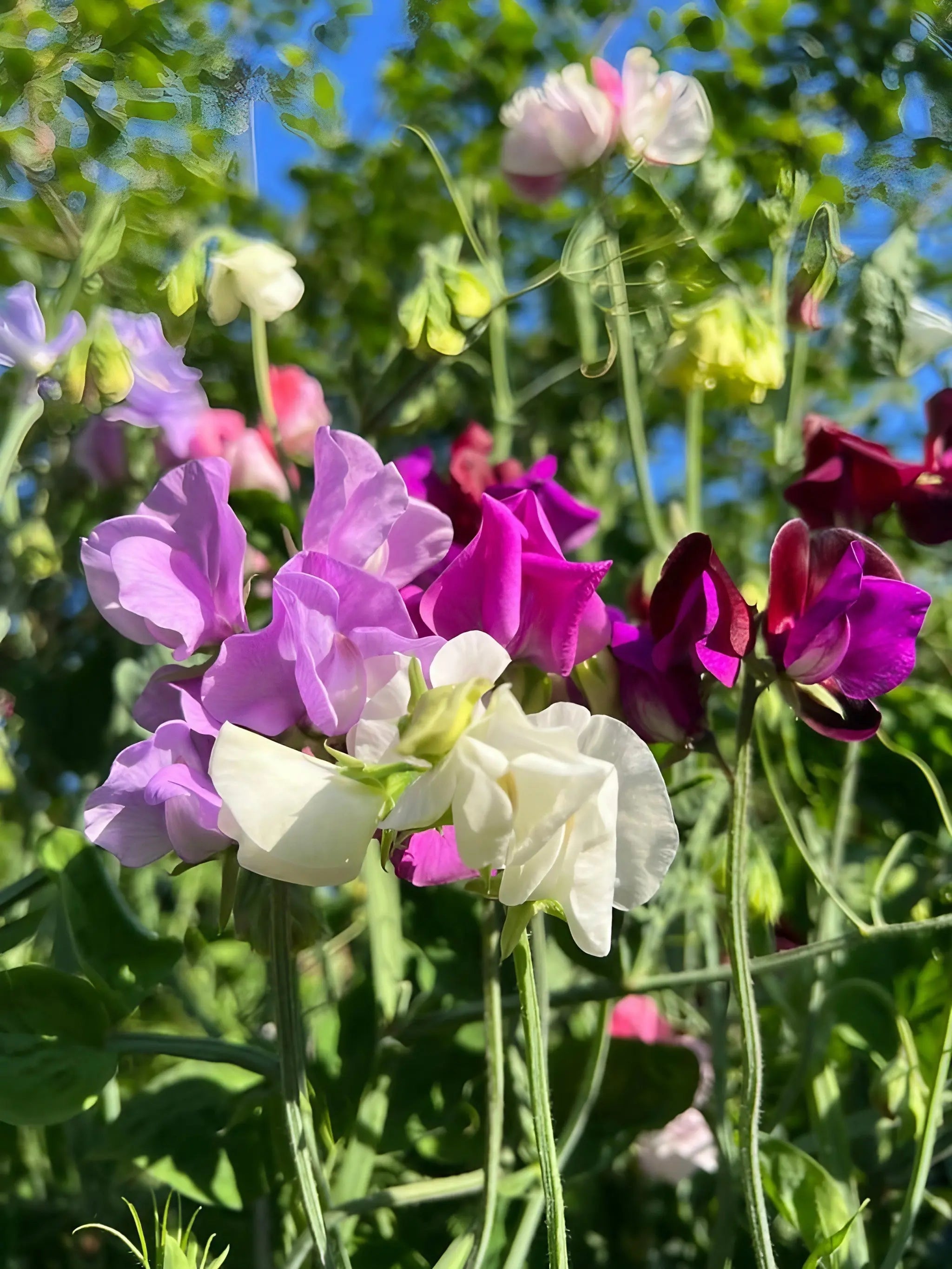 Sweet Pea Bishy Barnabee Mix - REGN