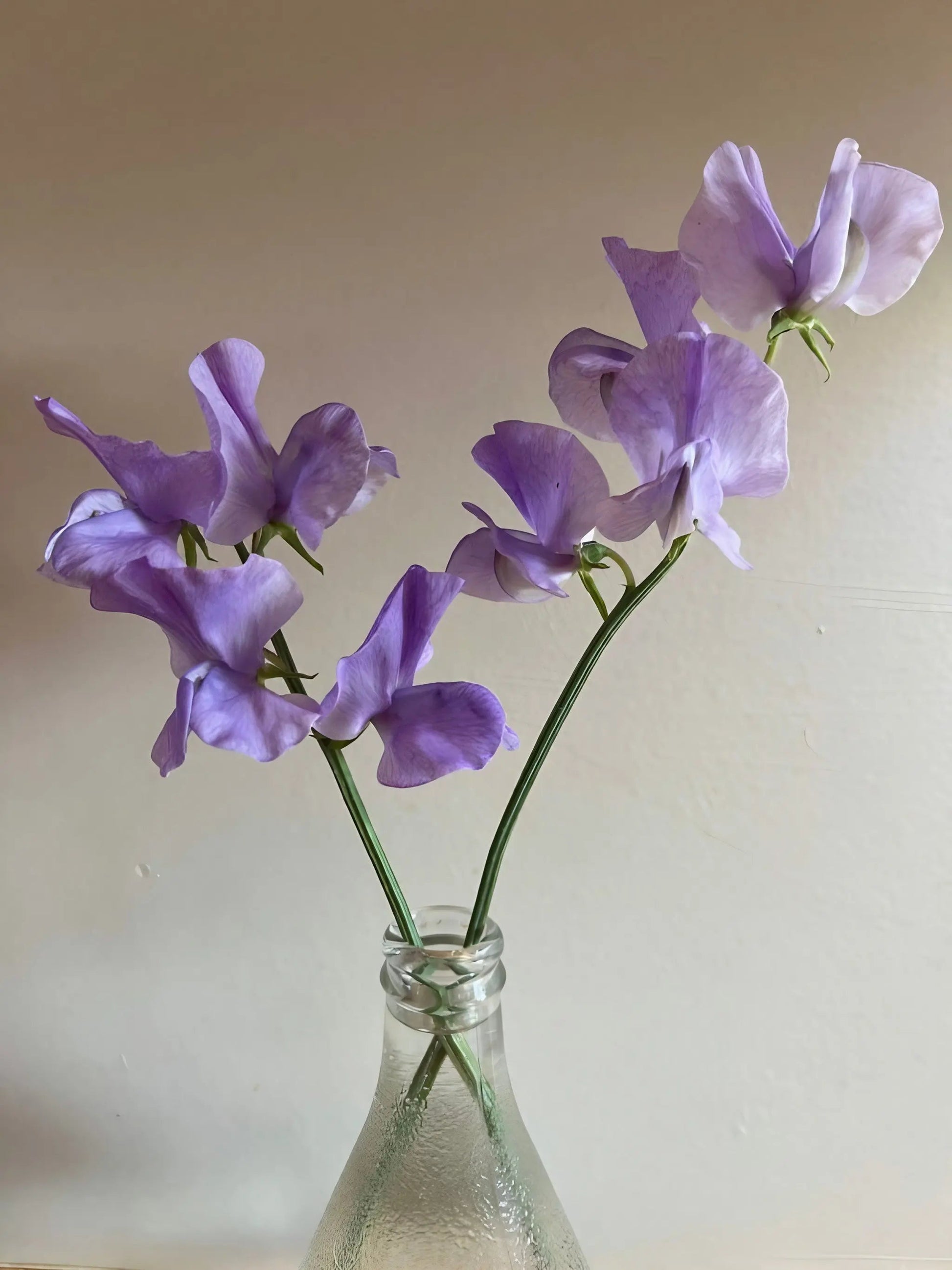 Sweet Pea Leamington - REGN