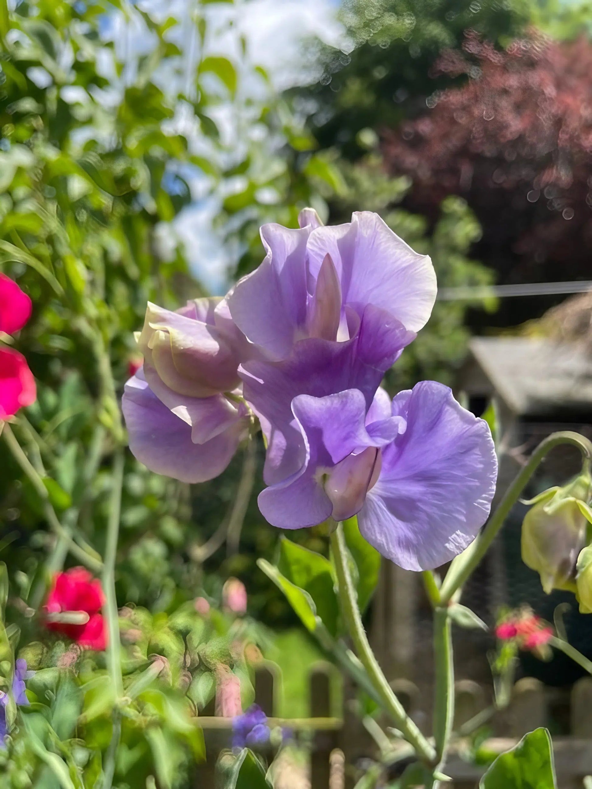 Sweet Pea Leamington - REGN