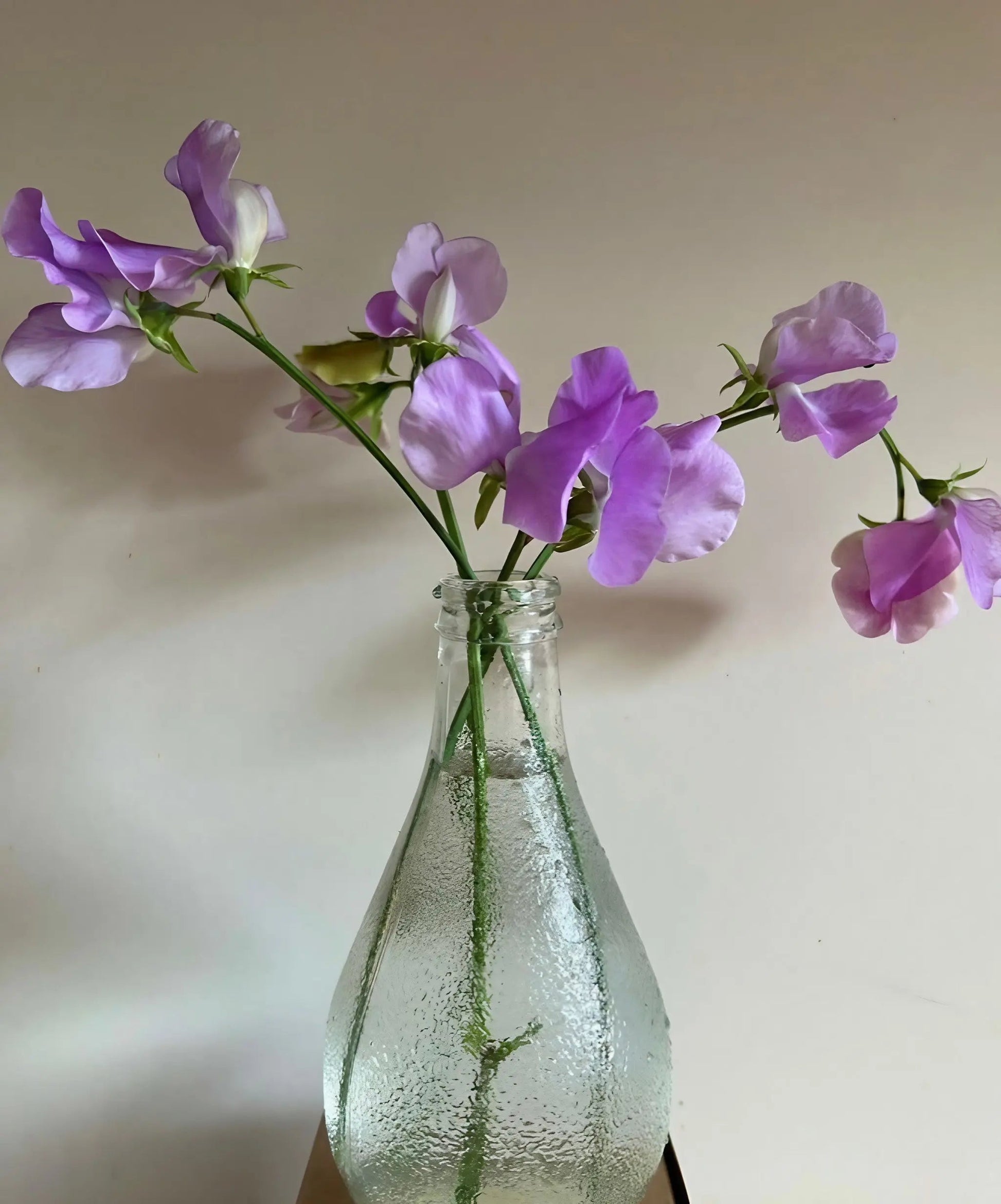 Sweet Pea Leamington - REGN