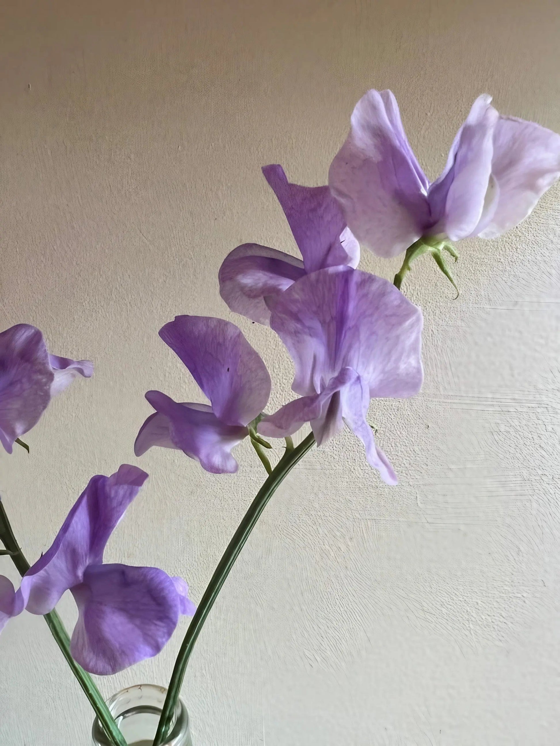 Sweet Pea Leamington - REGN
