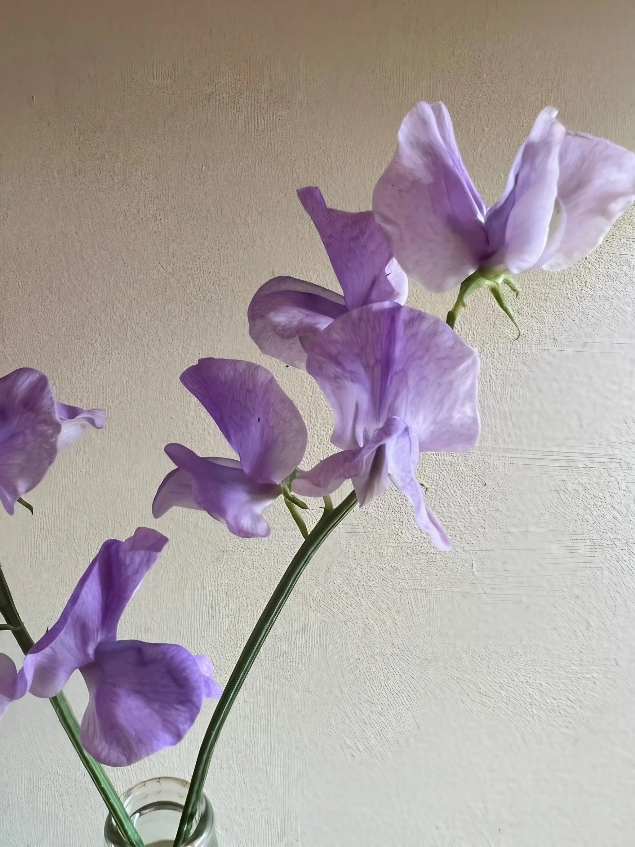 Sweet Pea Leamington - REGN