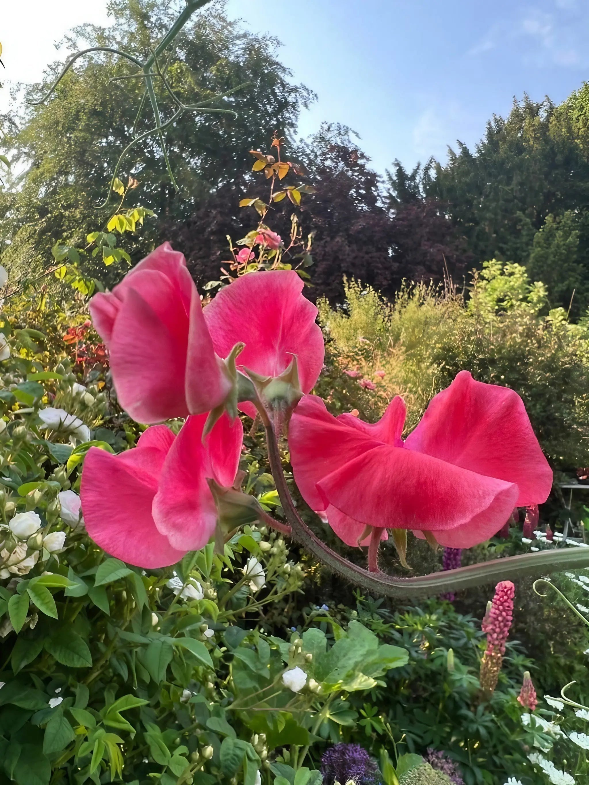 Sweet Pea Mammoth Rose Pink - REGN