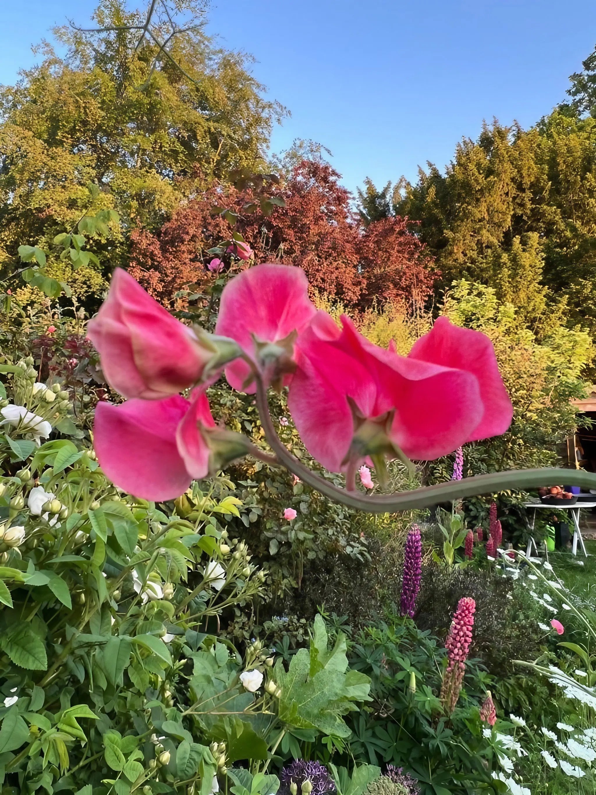 Sweet Pea Mammoth Rose Pink - REGN