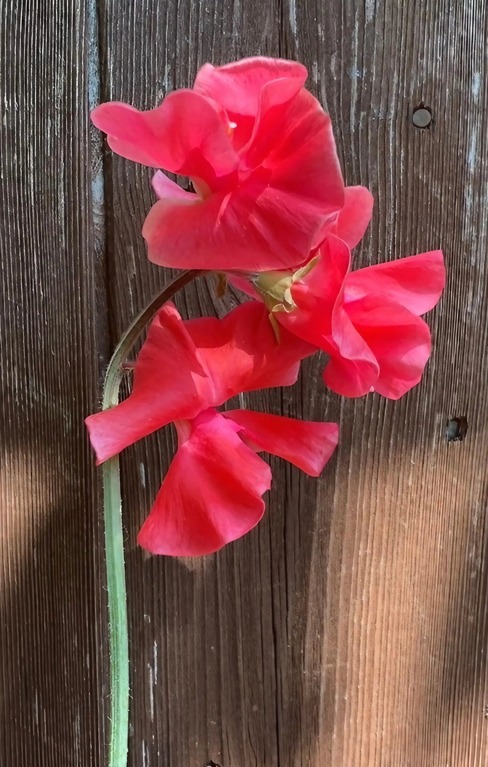 Sweet Pea Mammoth Rose Pink - REGN