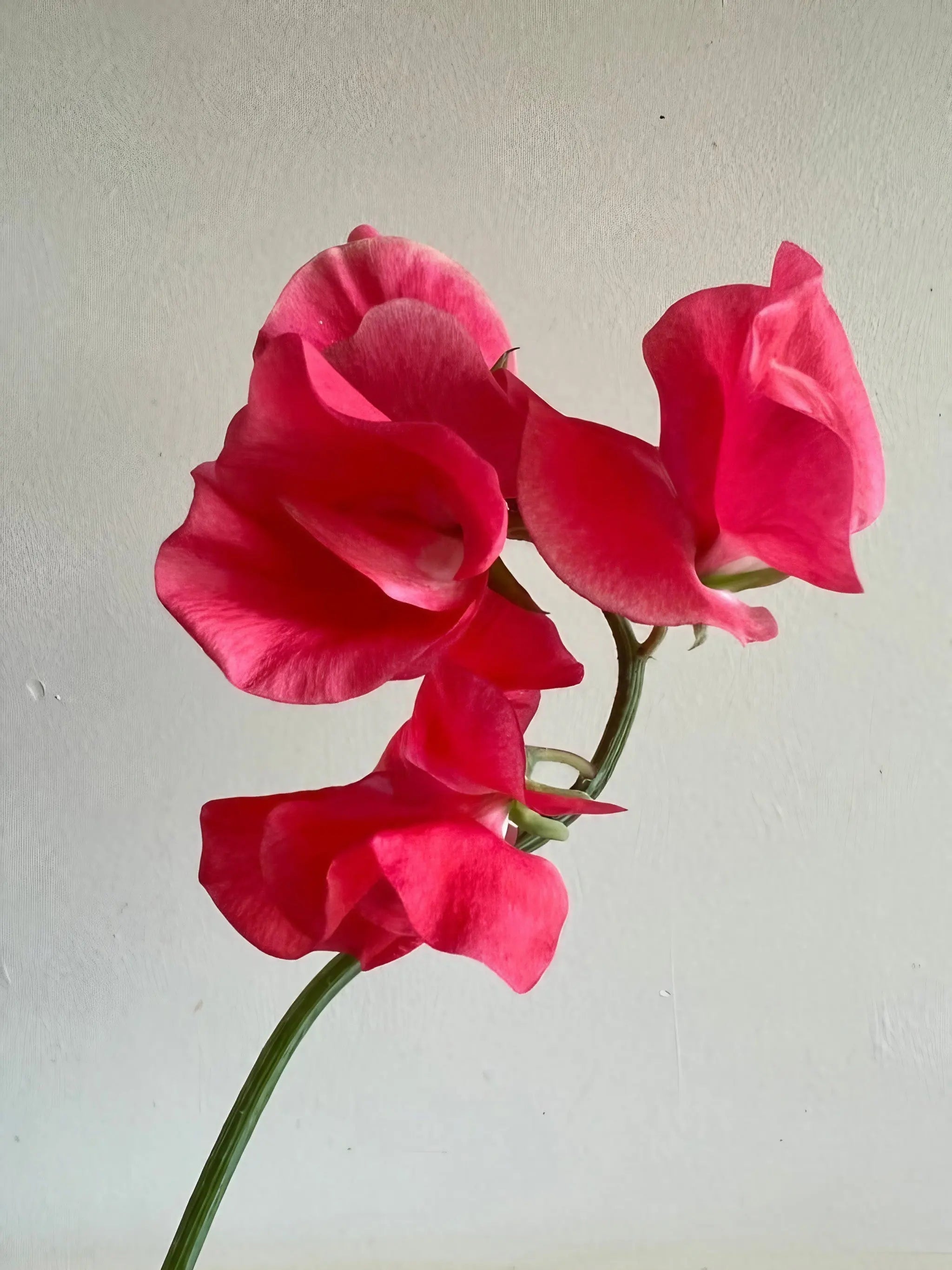 Sweet Pea Mammoth Rose Pink - REGN