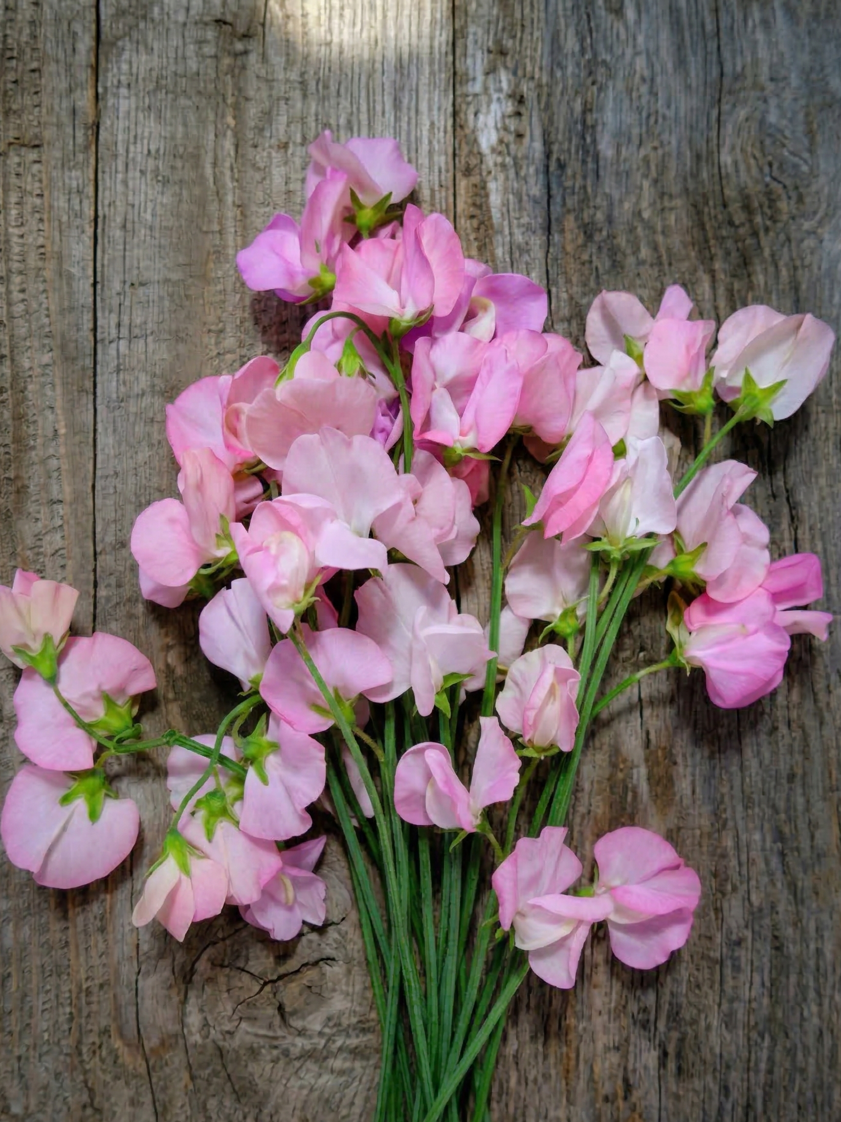 Sweet Pea Mollie Rilstone - REGN