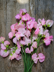 Sweet Pea Mollie Rilstone - REGN