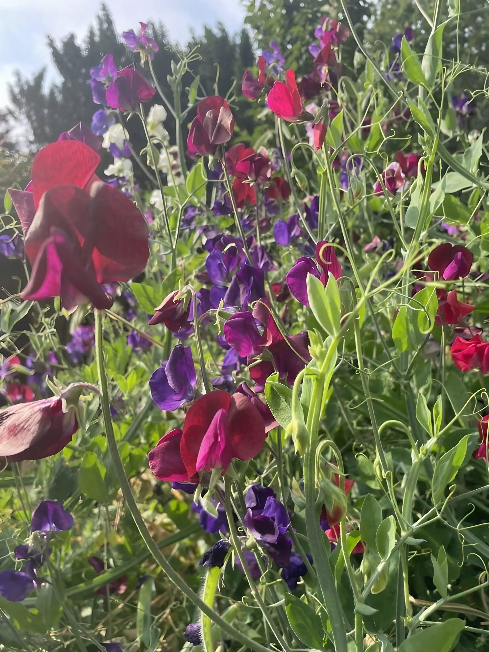 Sweet Pea Old Spice Starry Night - REGN