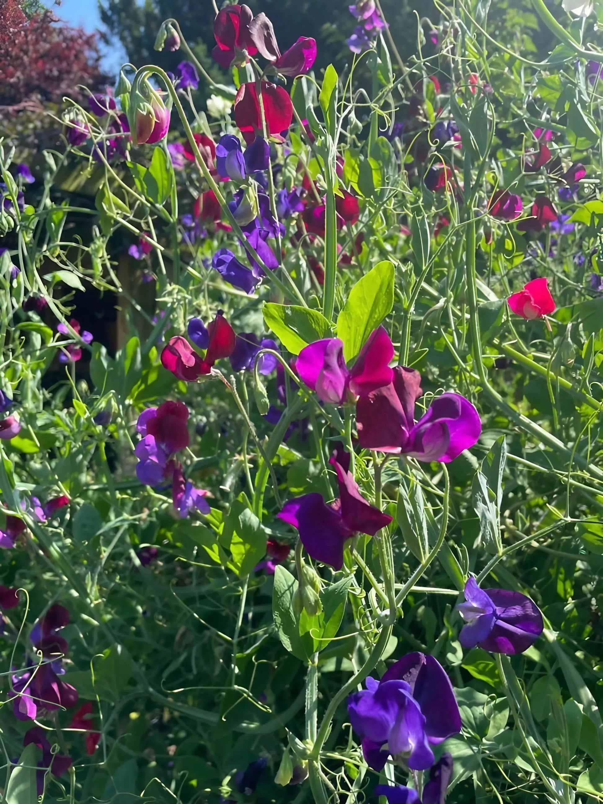 Sweet Pea Old Spice Starry Night - REGN