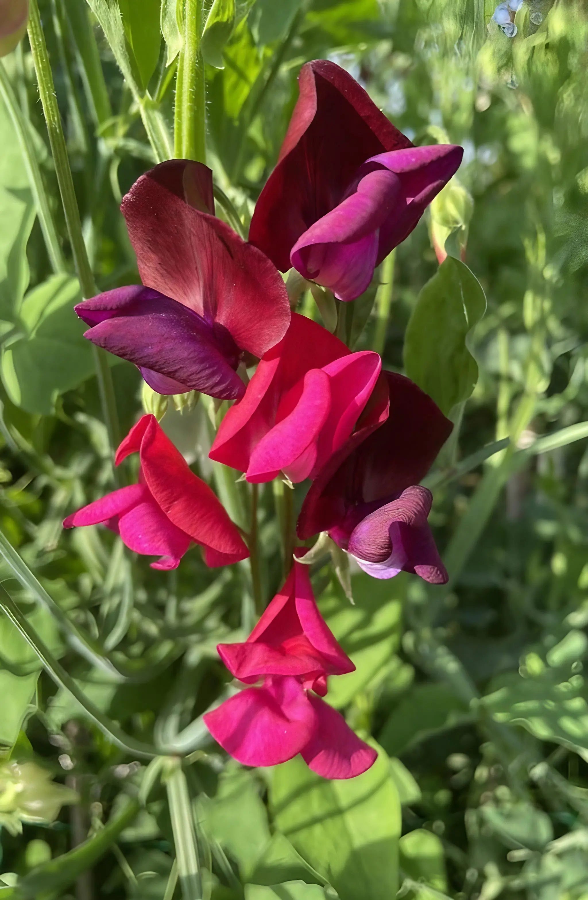 Sweet Pea Old Spice Starry Night - REGN