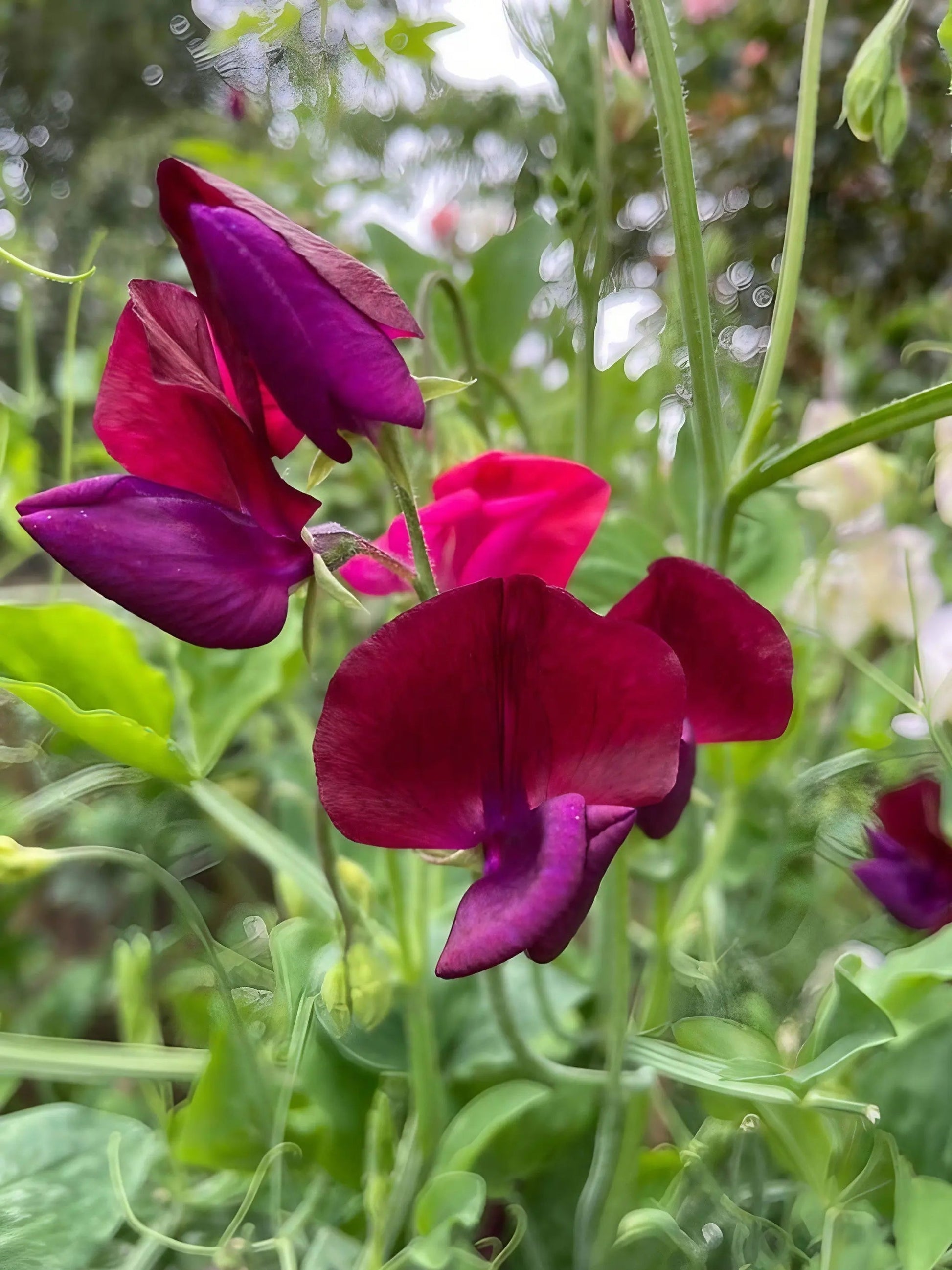 Sweet Pea Old Spice Starry Night - REGN