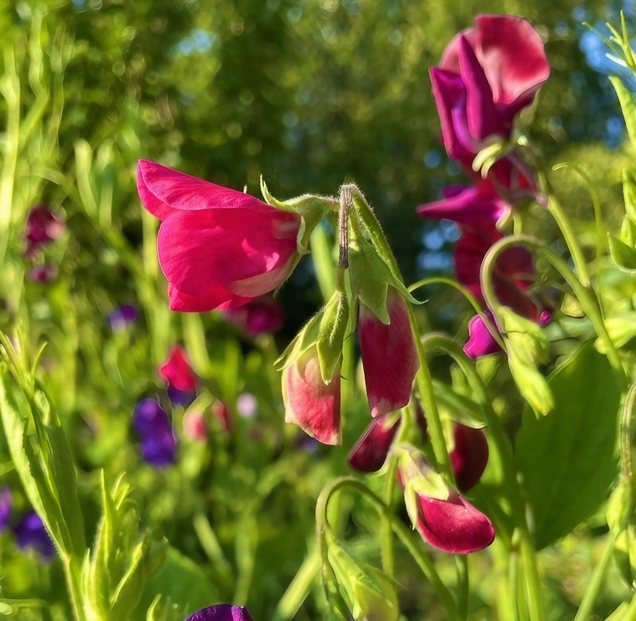 Sweet Pea Old Spice Starry Night - REGN