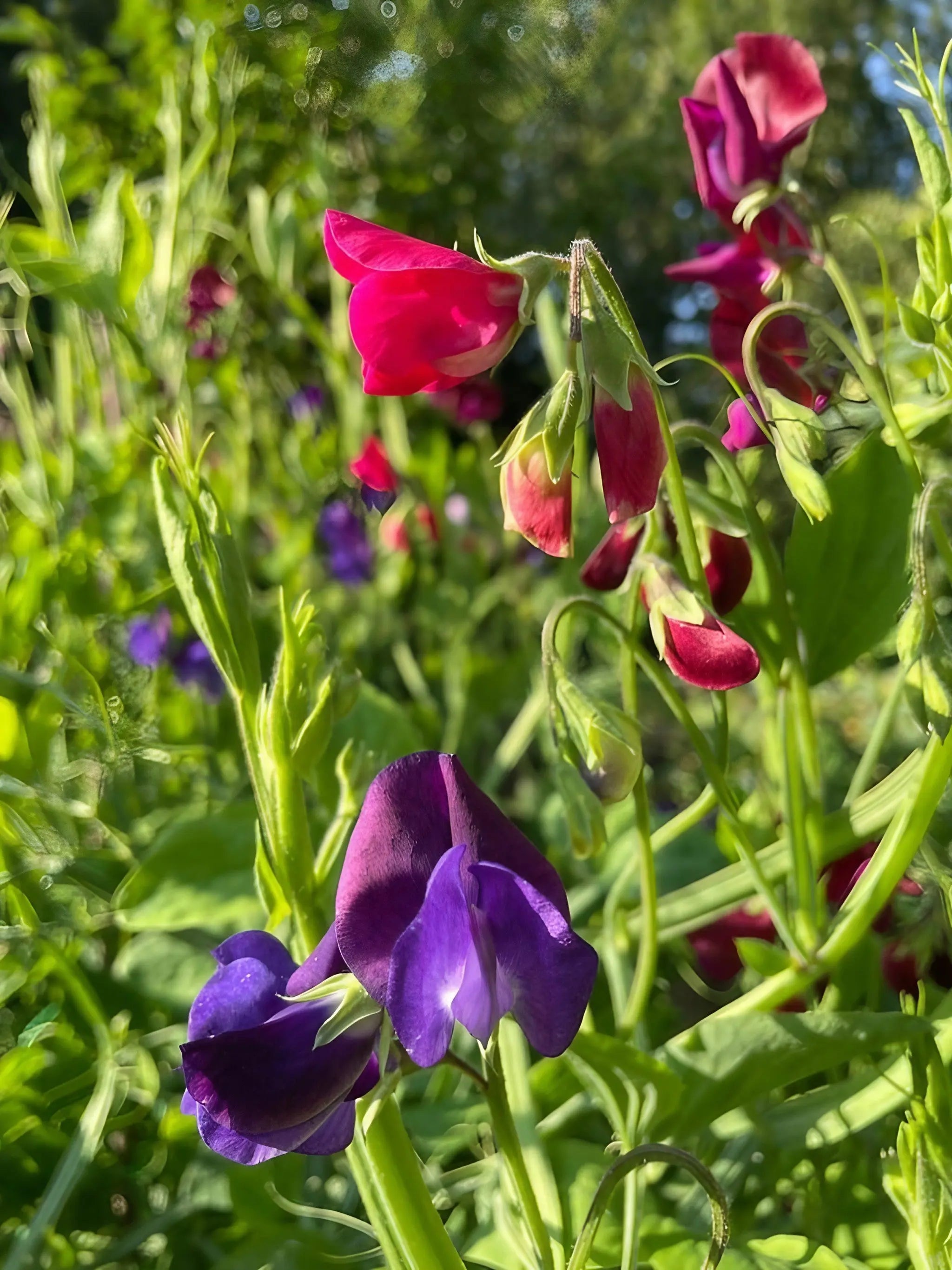 Sweet Pea Old Spice Starry Night - REGN