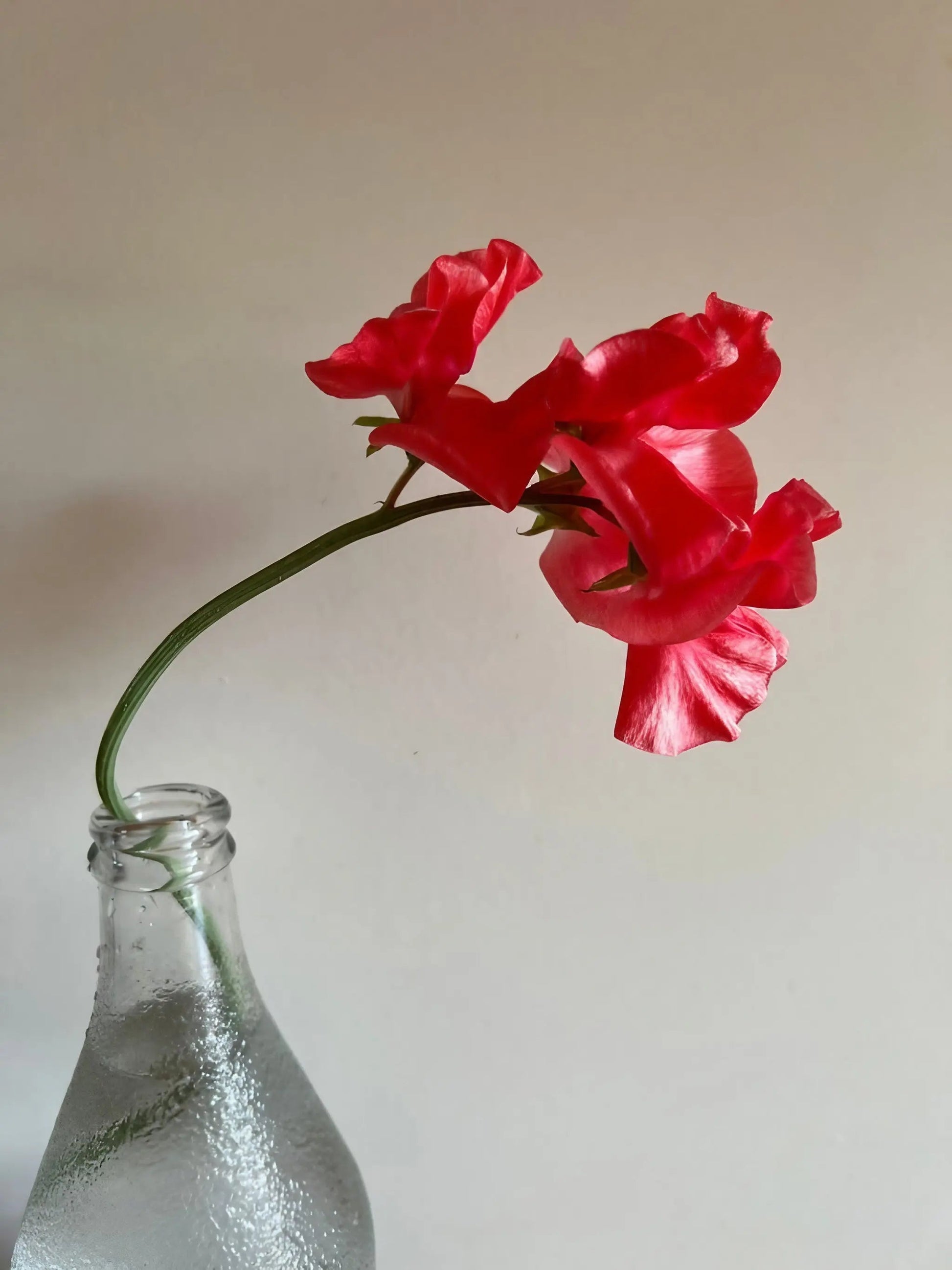 Sweet Pea Parfume Edith Flanagan - REGN