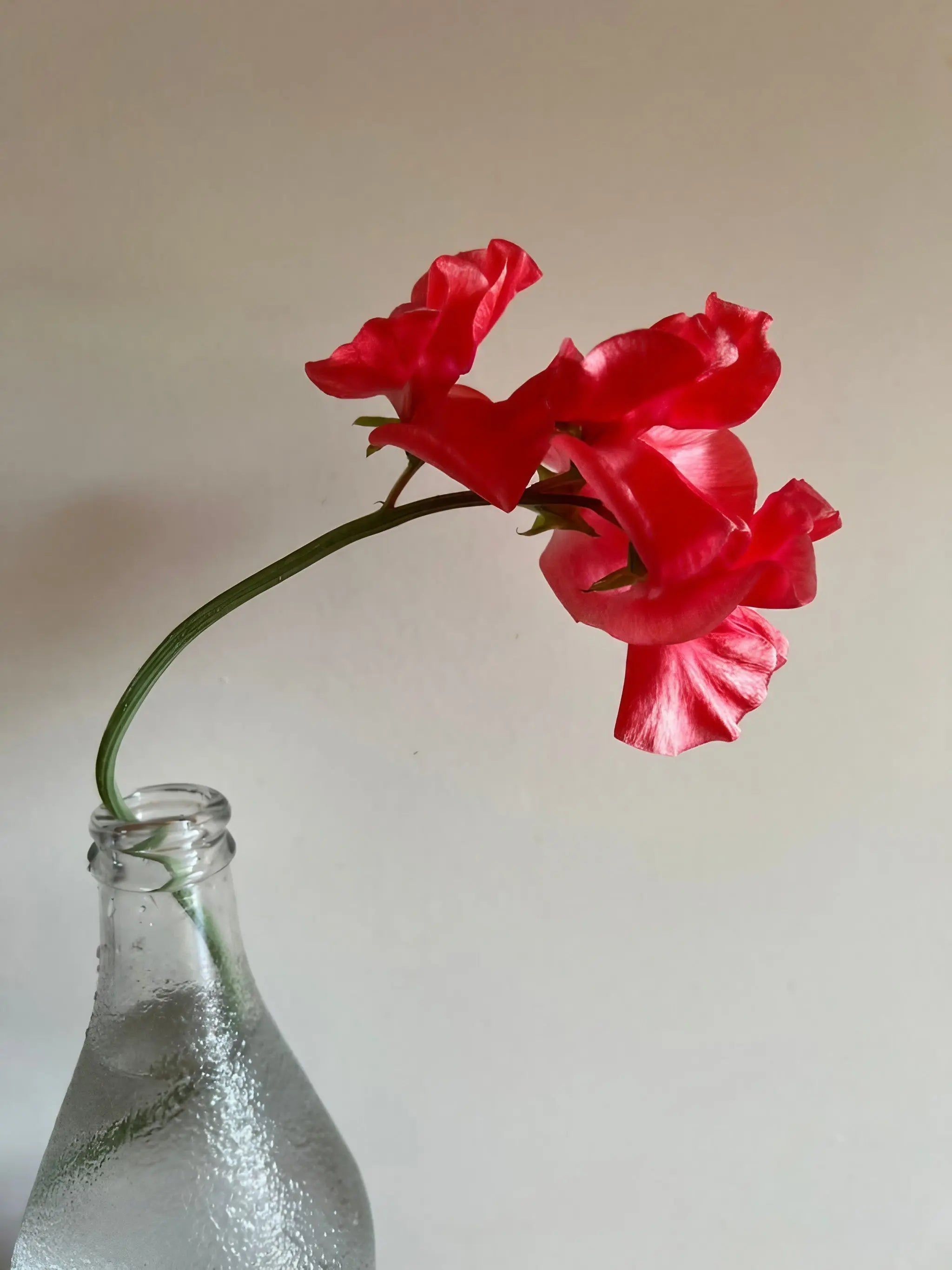 Sweet Pea Parfume Edith Flanagan - REGN