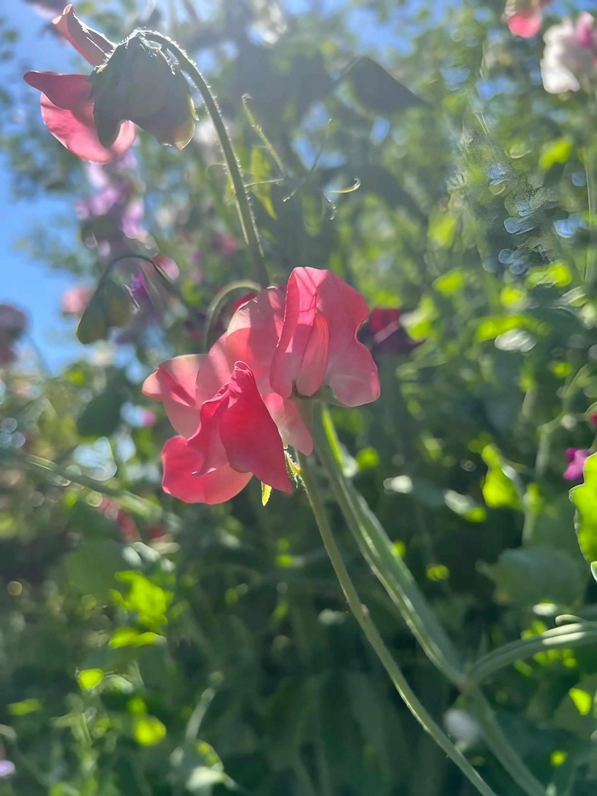 Sweet Pea Parfume Edith Flanagan - REGN