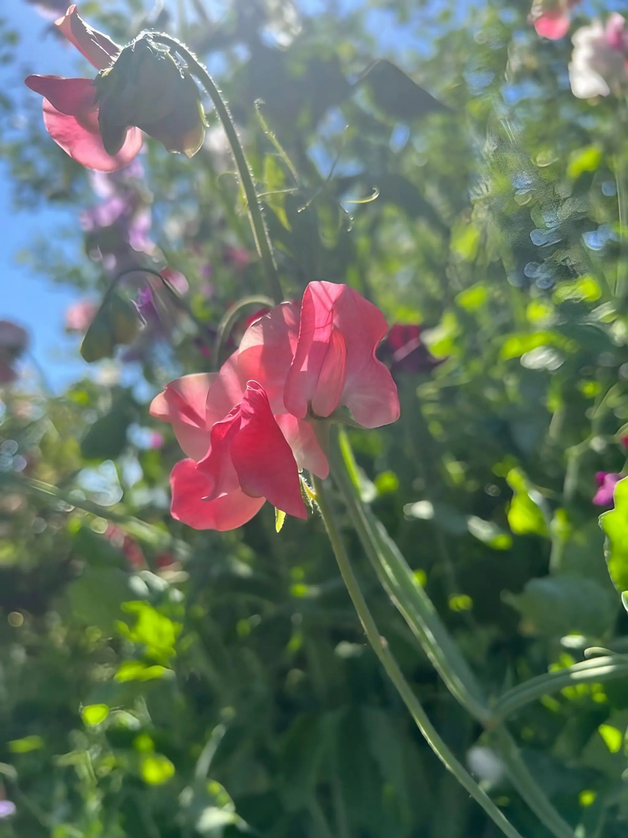 Sweet Pea Parfume Edith Flanagan - REGN