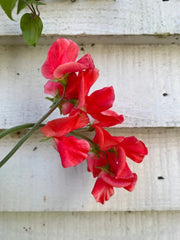 Sweet Pea Parfume Edith Flanagan - REGN