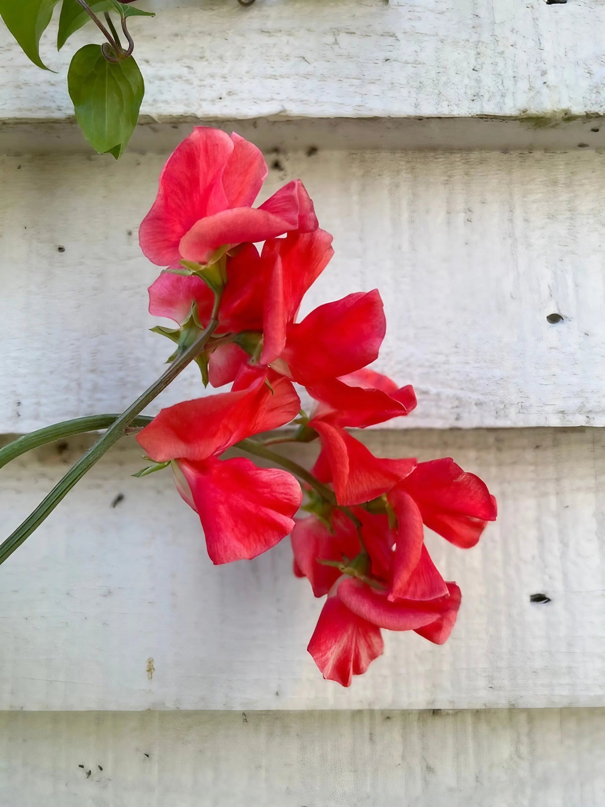 Sweet Pea Parfume Edith Flanagan - REGN