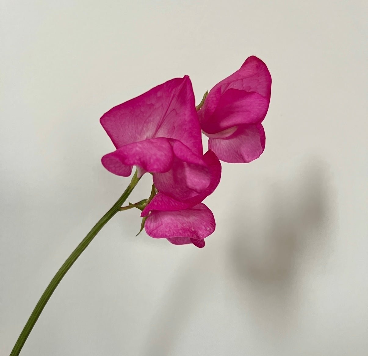 Sweet Pea Parfume Millennium - REGN