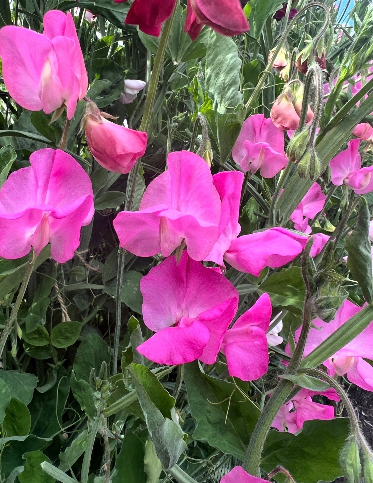 Sweet Pea Parfume Millennium - REGN