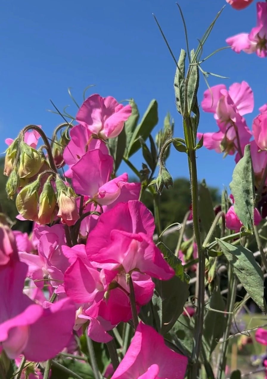 Sweet Pea Parfume Millennium - REGN