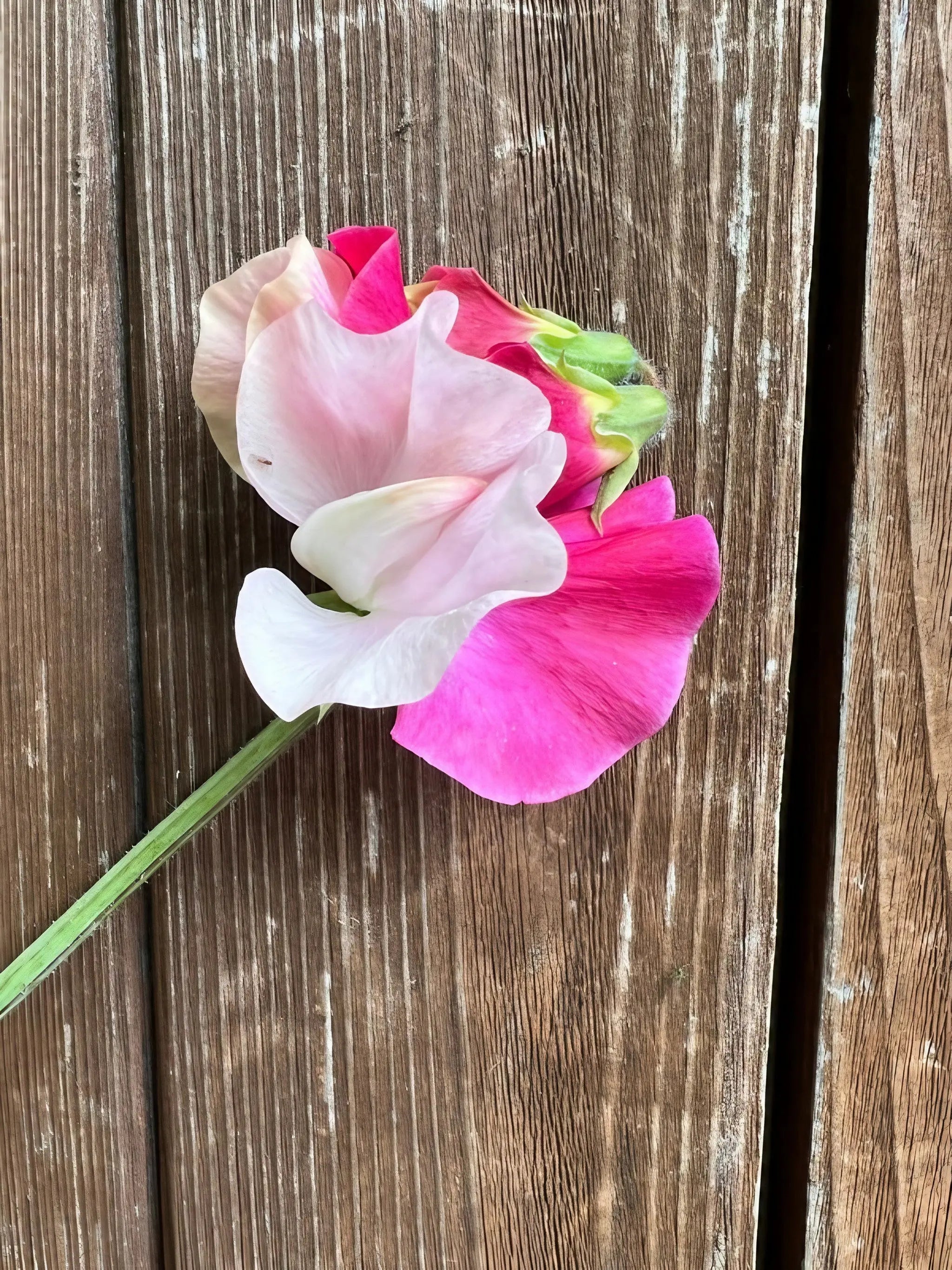 Sweet Pea Parfume Promise - REGN