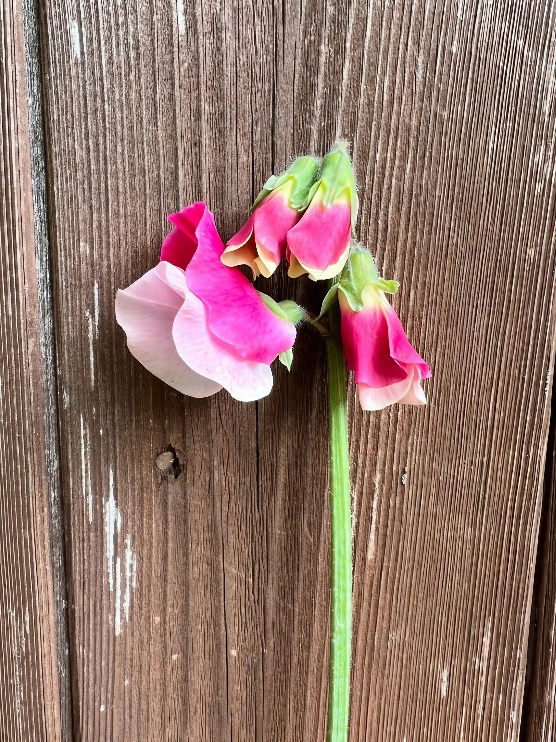 Sweet Pea Parfume Promise - REGN
