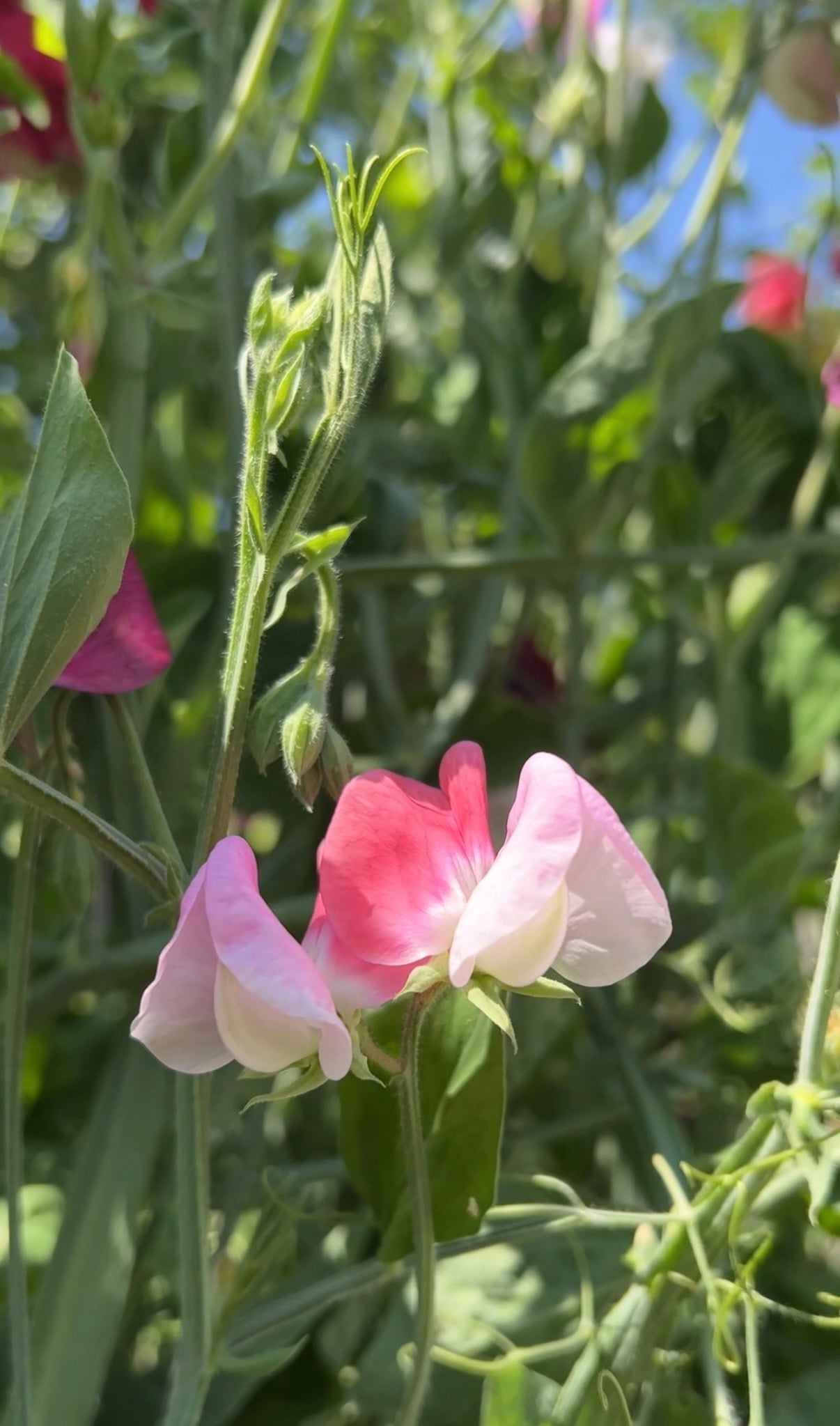 Sweet Pea Parfume Promise - REGN