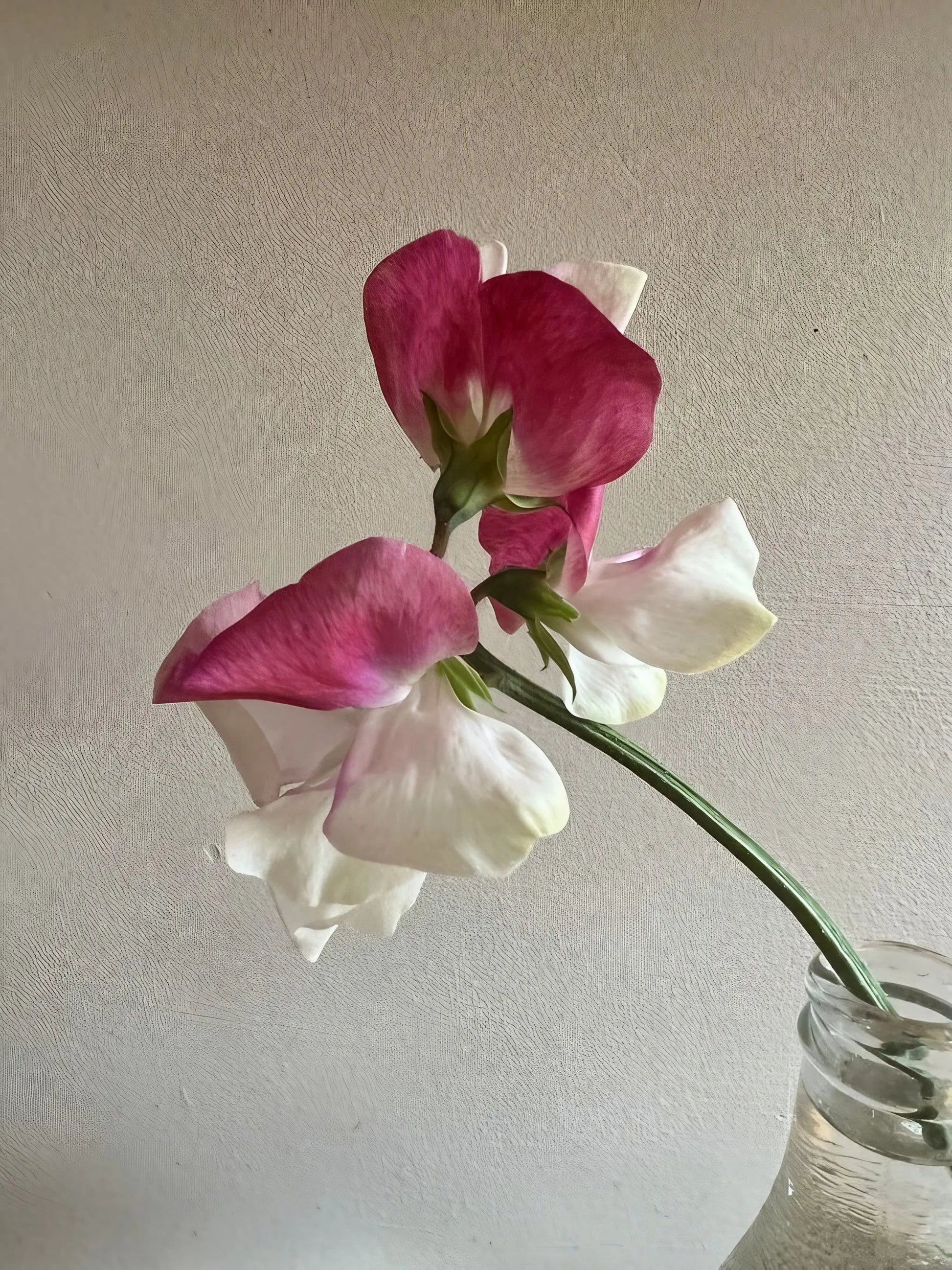 Sweet Pea Parfume Promise - REGN