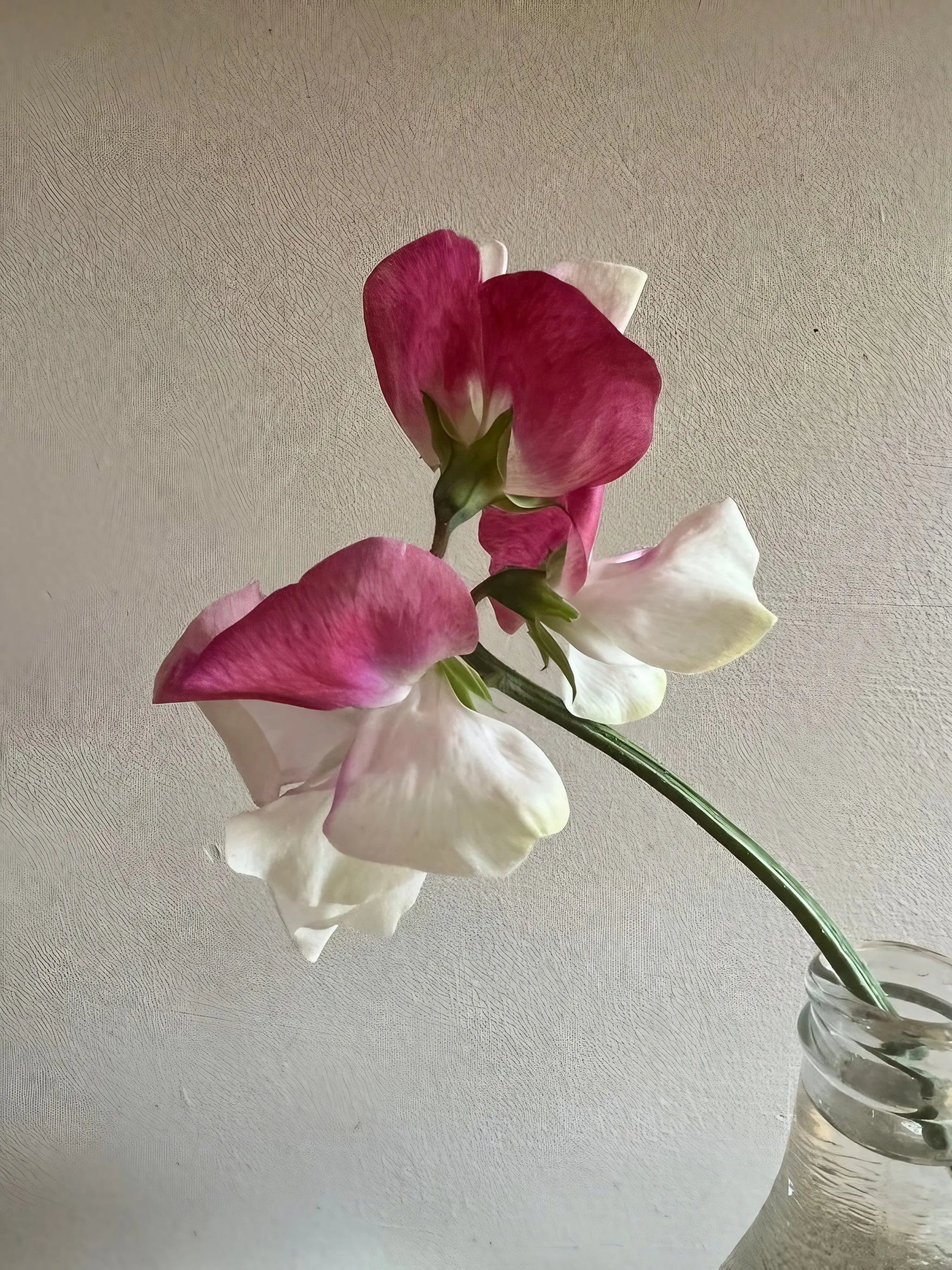 Sweet Pea Parfume Promise - REGN
