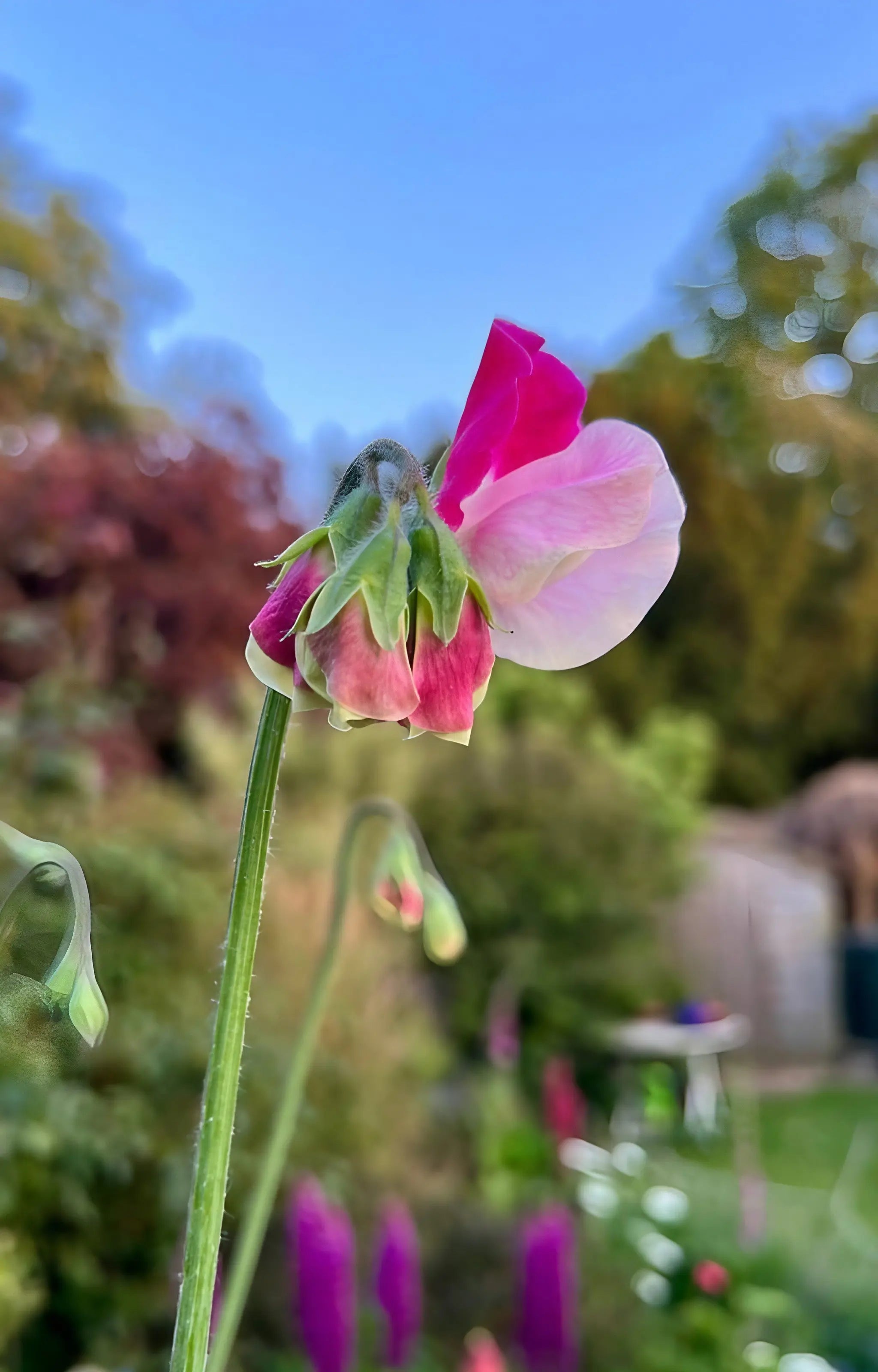 Sweet Pea Parfume Promise - REGN