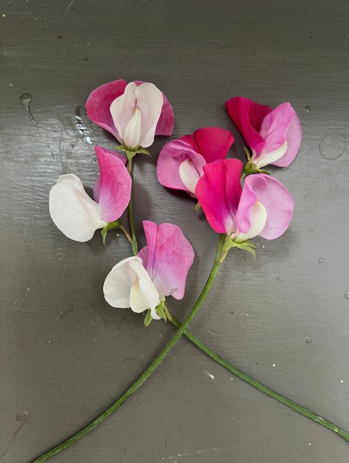 Sweet Pea Parfume Promise - REGN
