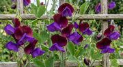 Sweet Pea Purple Pimpernell - REGN